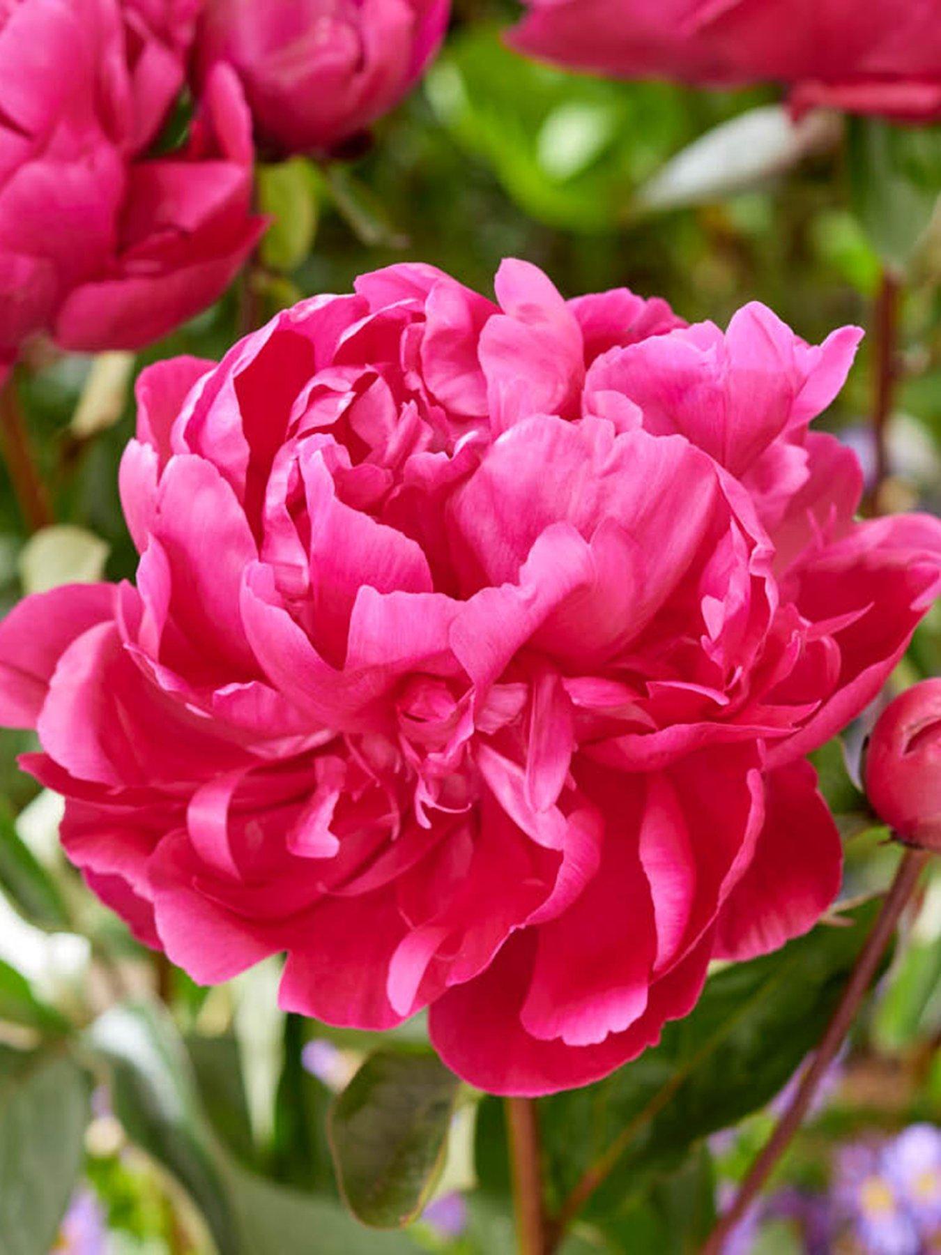 undefined Peony Red Sarah Bernhardt - 1 Bare Root