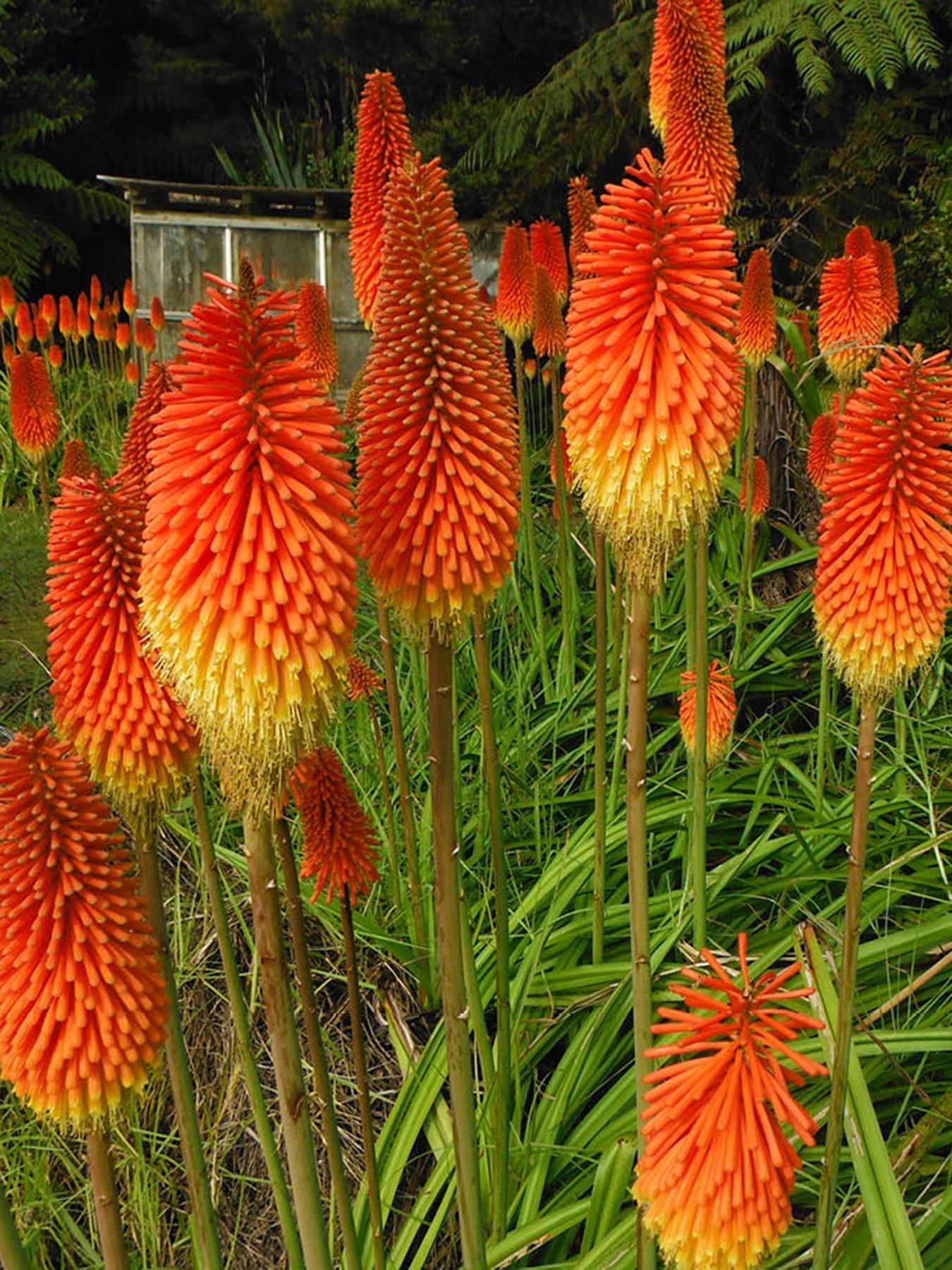 You Garden Red Hot Poker (Kniphofia Uvaria) - 5 Bare Roots