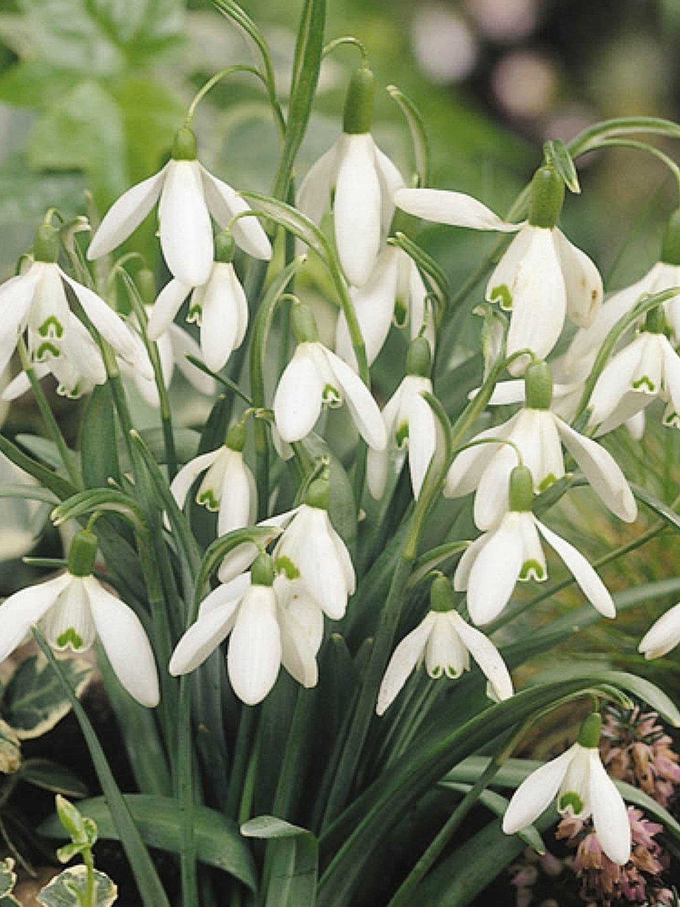 Product photograph of You Garden Snowdrops - In The Green Pack Of 50 from very.co.uk