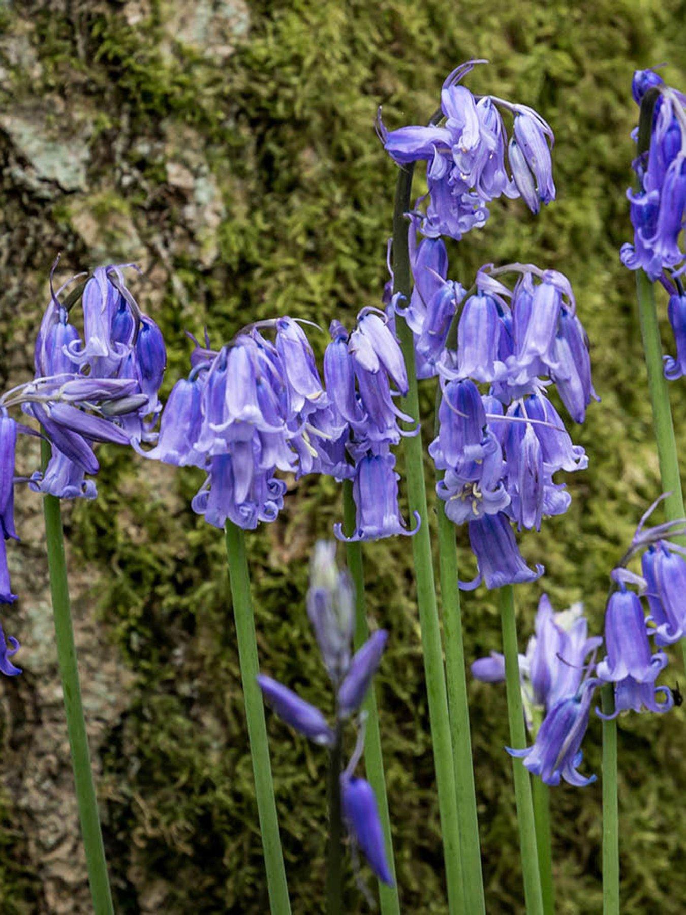 Image 1 of 3 of You Garden English Native Bluebells - In the Green (Pack of 25)
