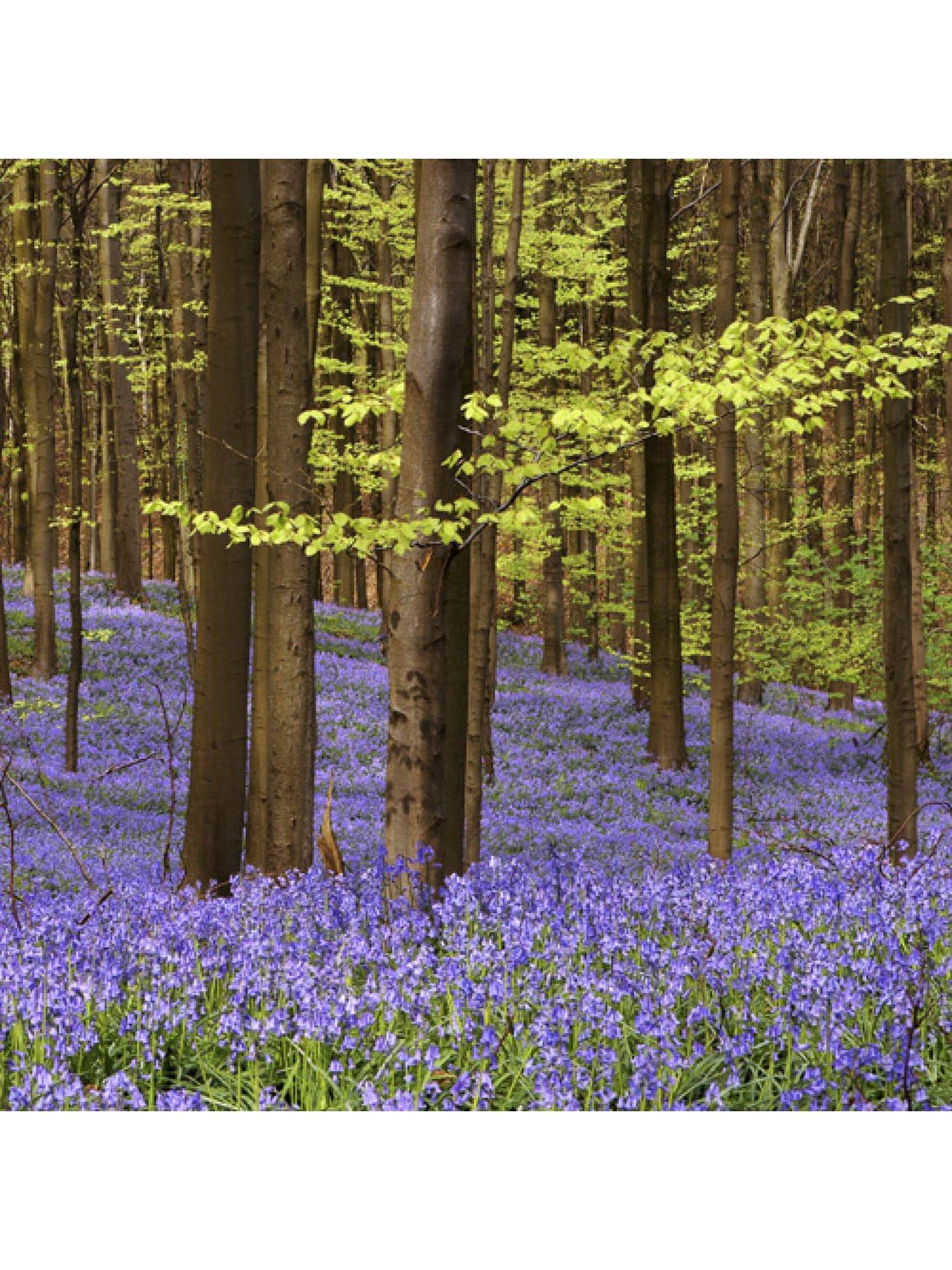 Image 2 of 3 of You Garden English Native Bluebells - In the Green (Pack of 25)