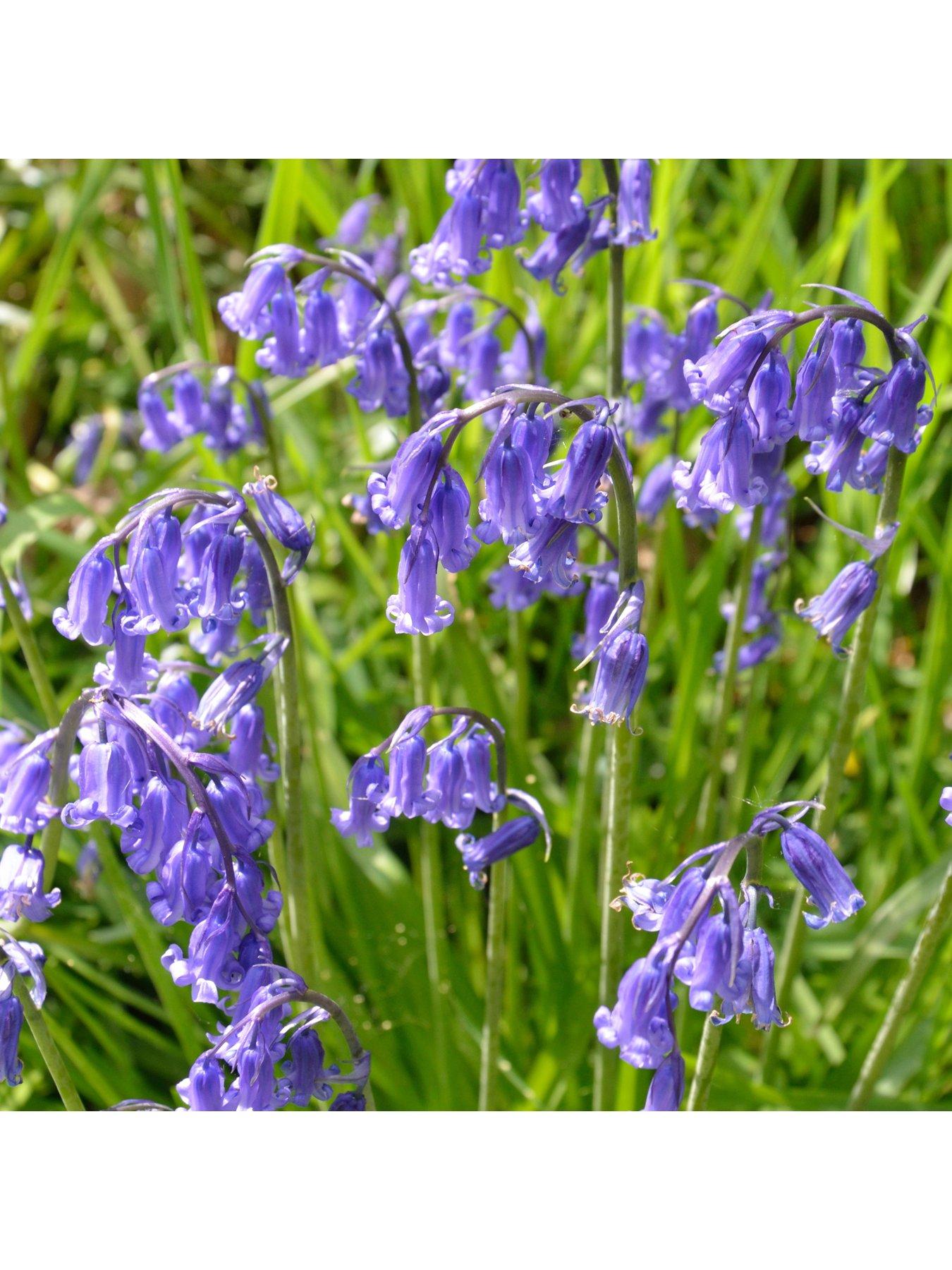 Image 3 of 3 of You Garden English Native Bluebells - In the Green (Pack of 25)