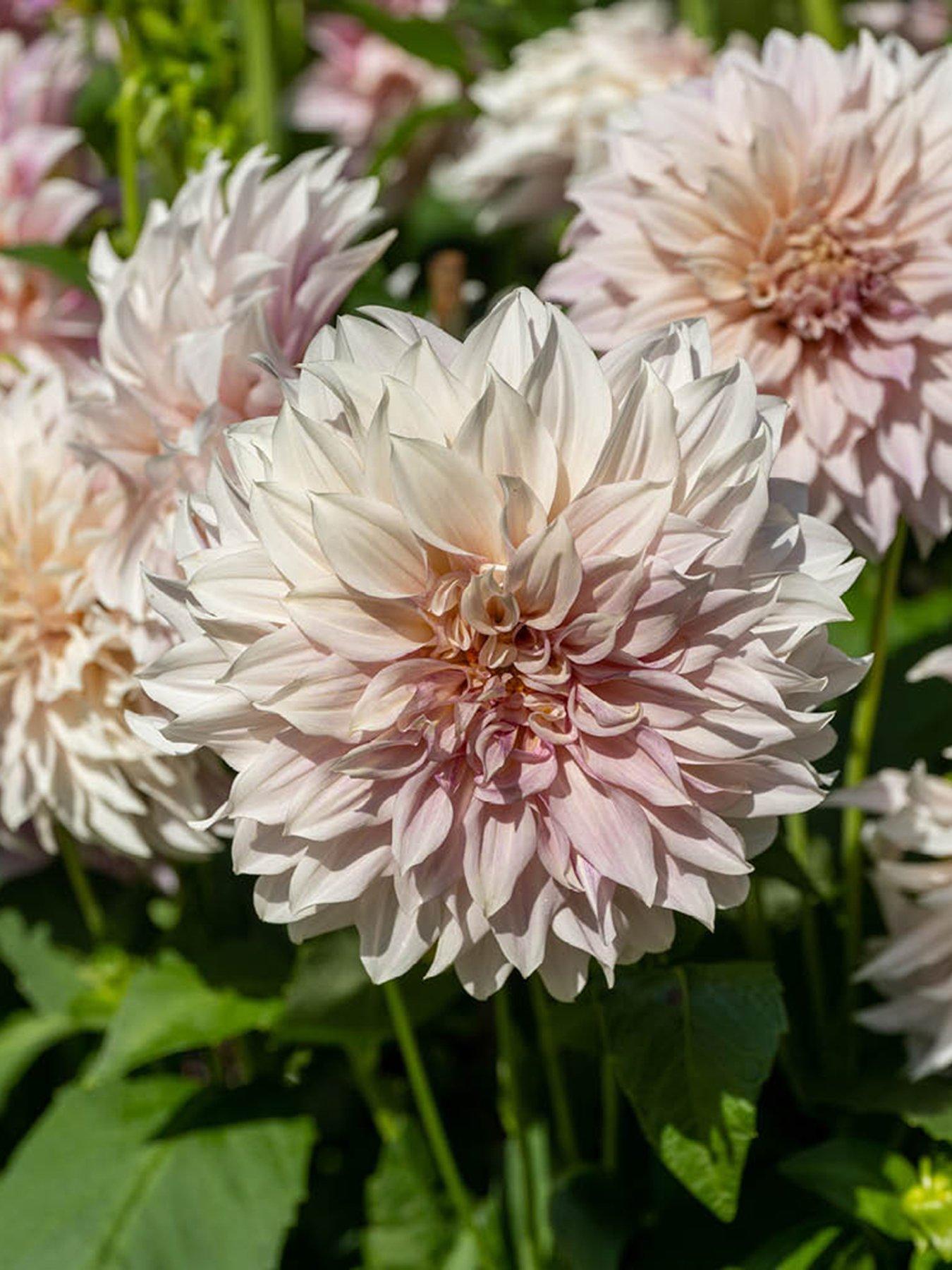 undefined Dahlia 'Cafe au Lait ' - 3 Tubers