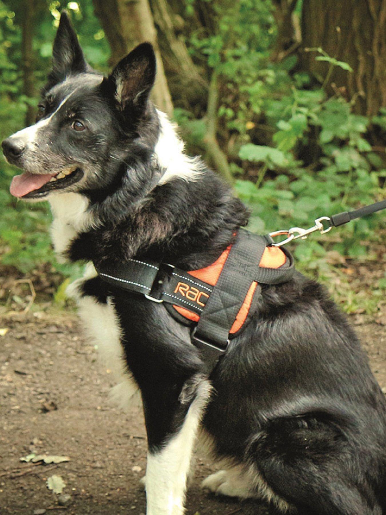 Product photograph of Rac Advanced Walking Car Harness - L from very.co.uk