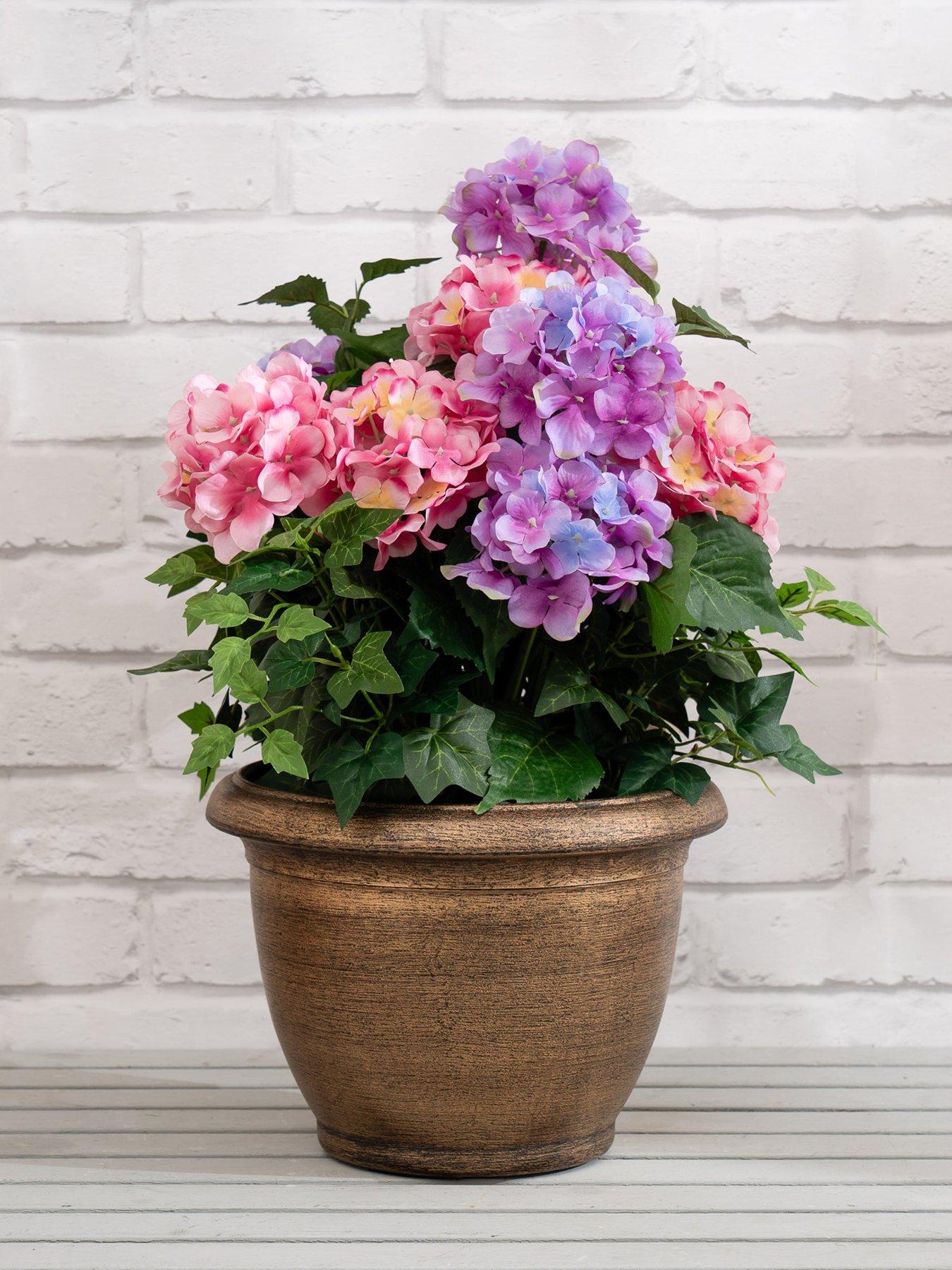 Scottish Everlastings 55cm Pink/Purple Hydrangea in Pot