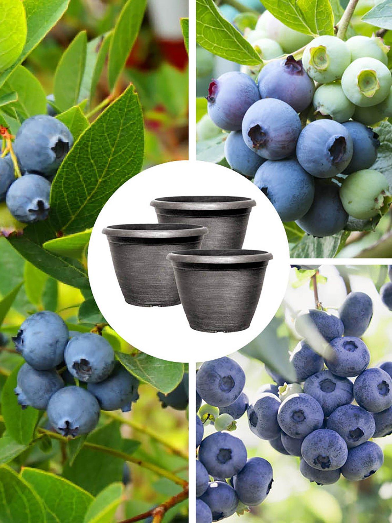 Product photograph of You Garden Blueberry Collection With Planters from very.co.uk