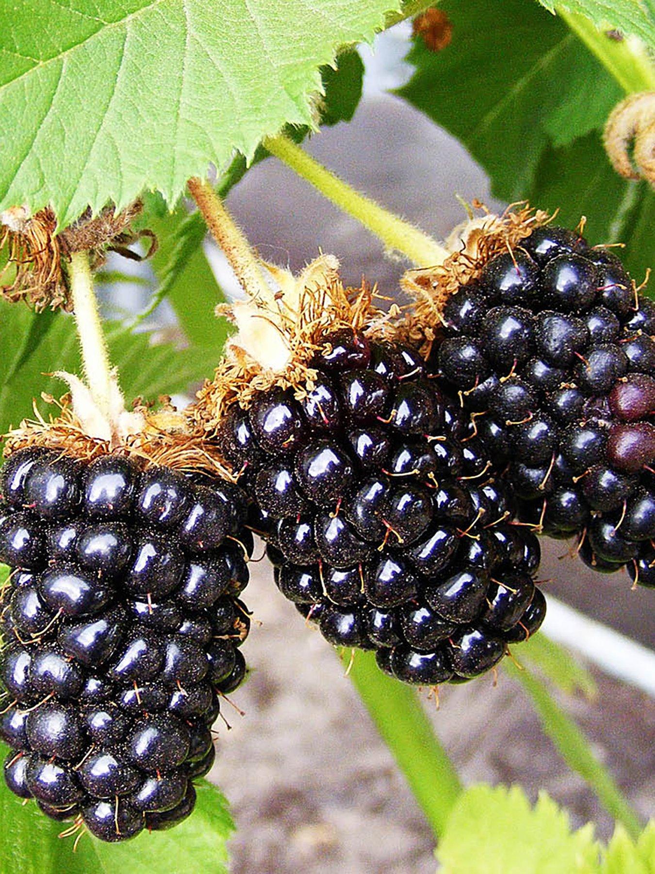 undefined Blackberry 'Karaka' Black 3L