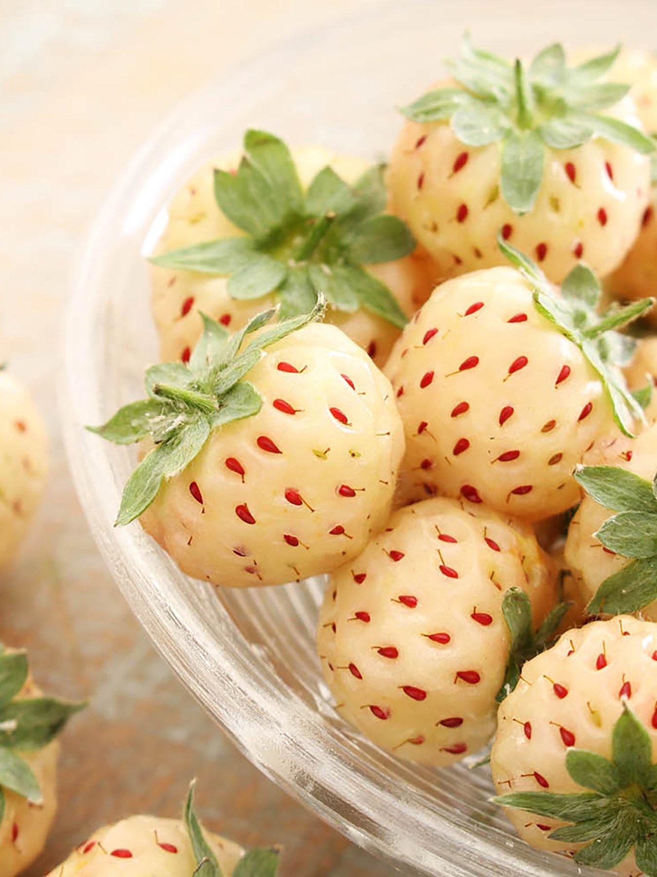 undefined Strawberry 'Pineberry' Runners (Pack of 10)