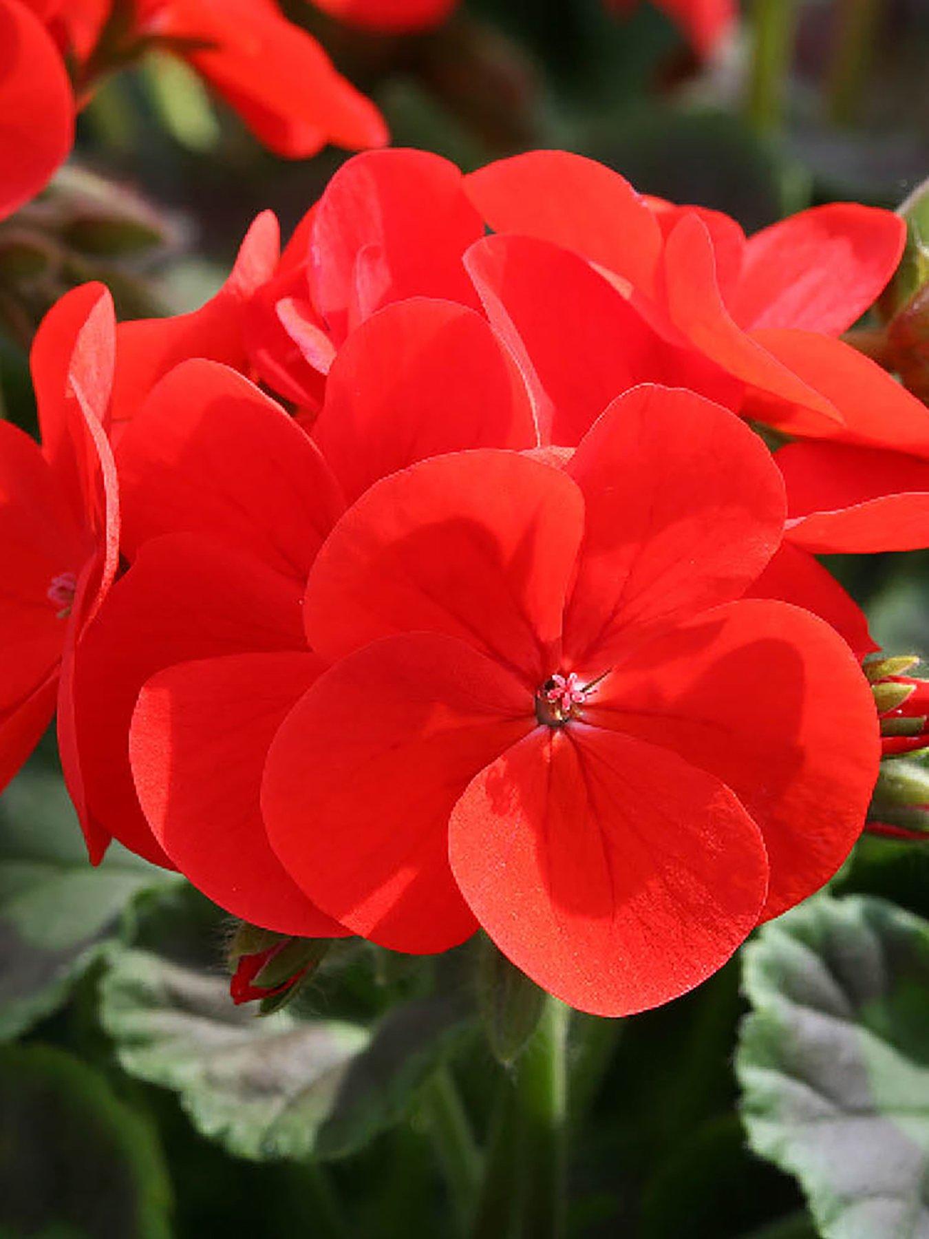 You Garden Geranium 'Fire Queen' - 24 Plug Plants