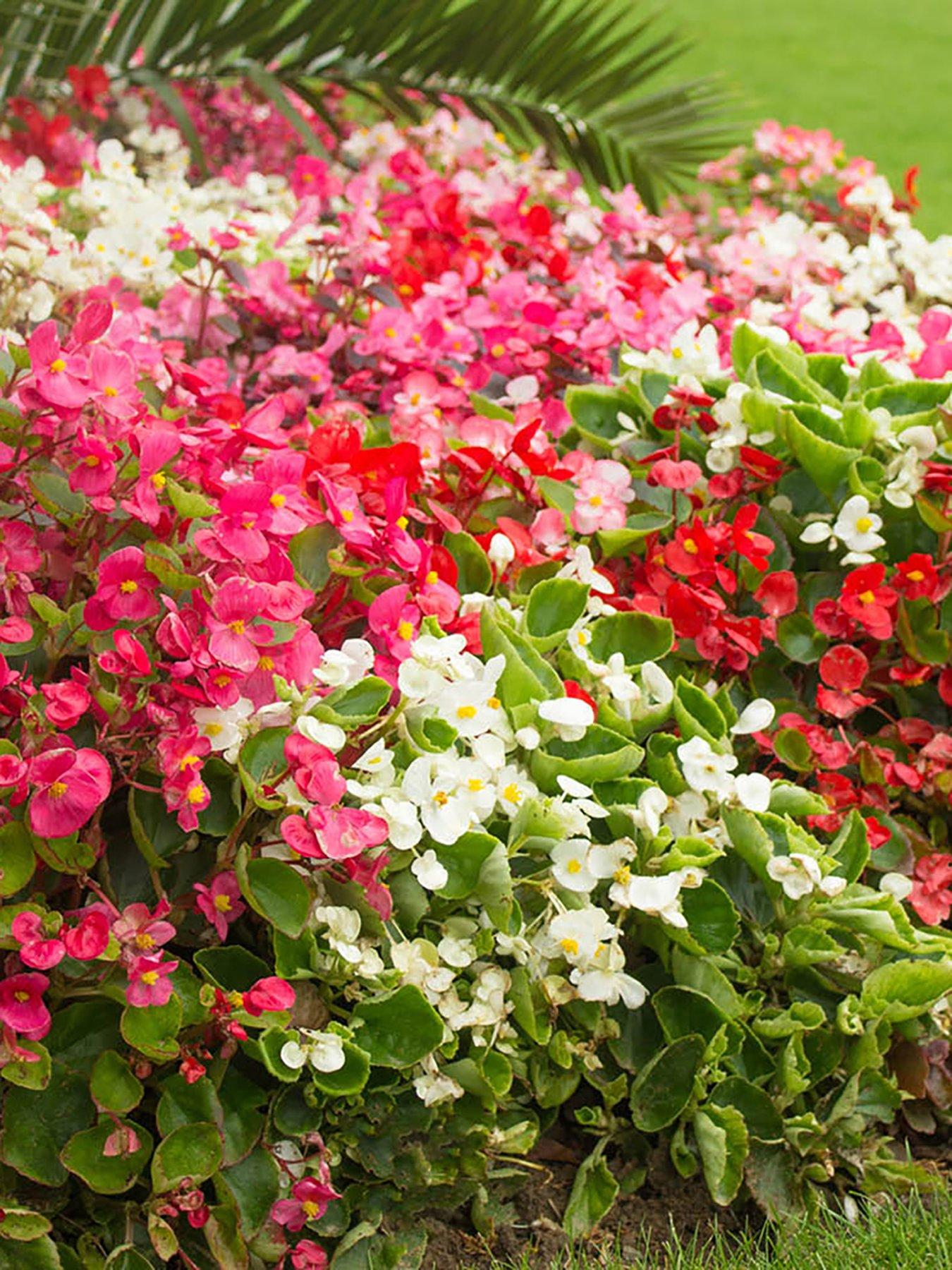 undefined Begonia Sahara - 12 Plug Plants