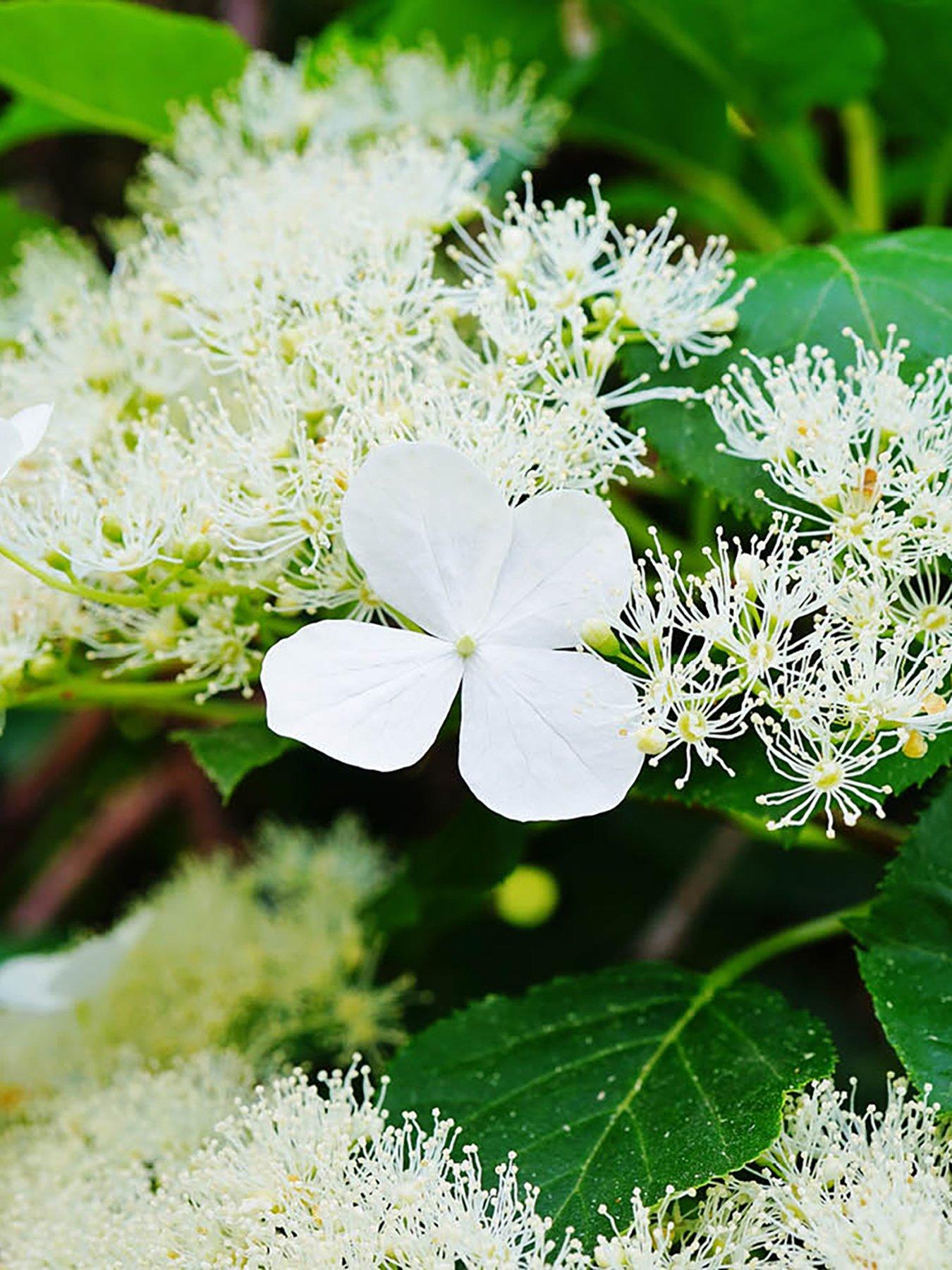 undefined Climbing Hydrangea (3 x 9cm Pots)