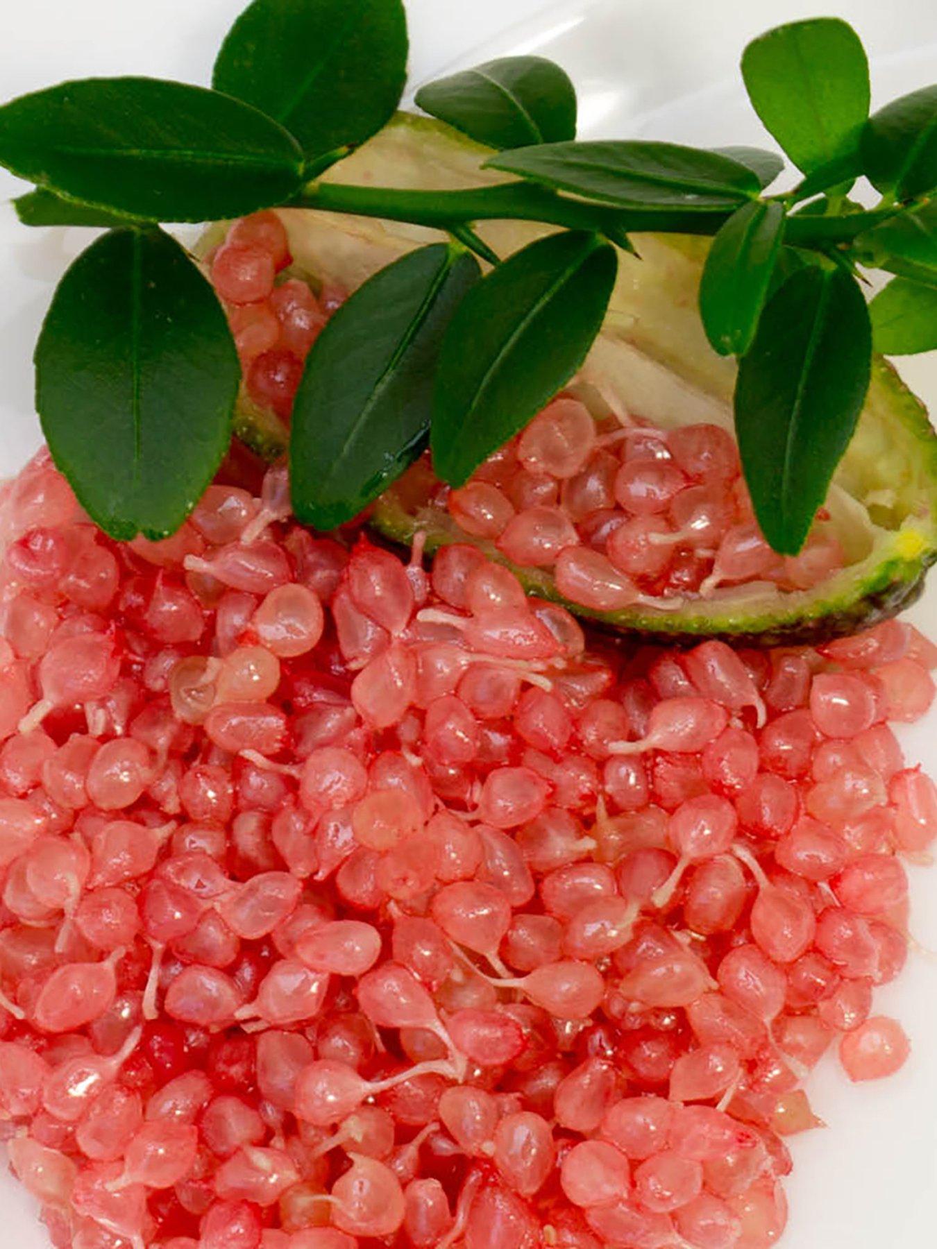 Image 3 of 5 of You Garden Pink Caviar Lime Tree