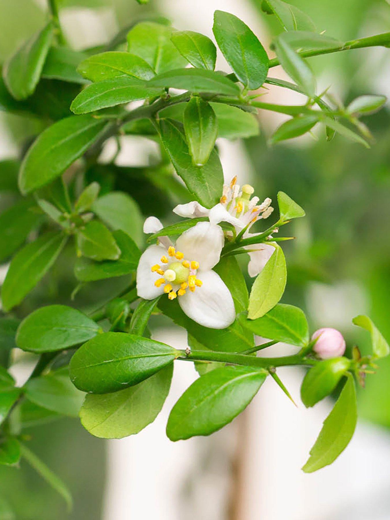 Image 4 of 5 of You Garden Pink Caviar Lime Tree