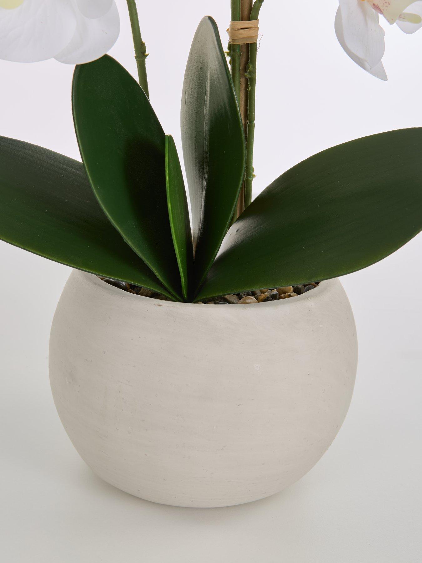 Image 4 of 6 of The Very Collection Faux Phalaenopsis Orchid in Round Cream Cement Pot