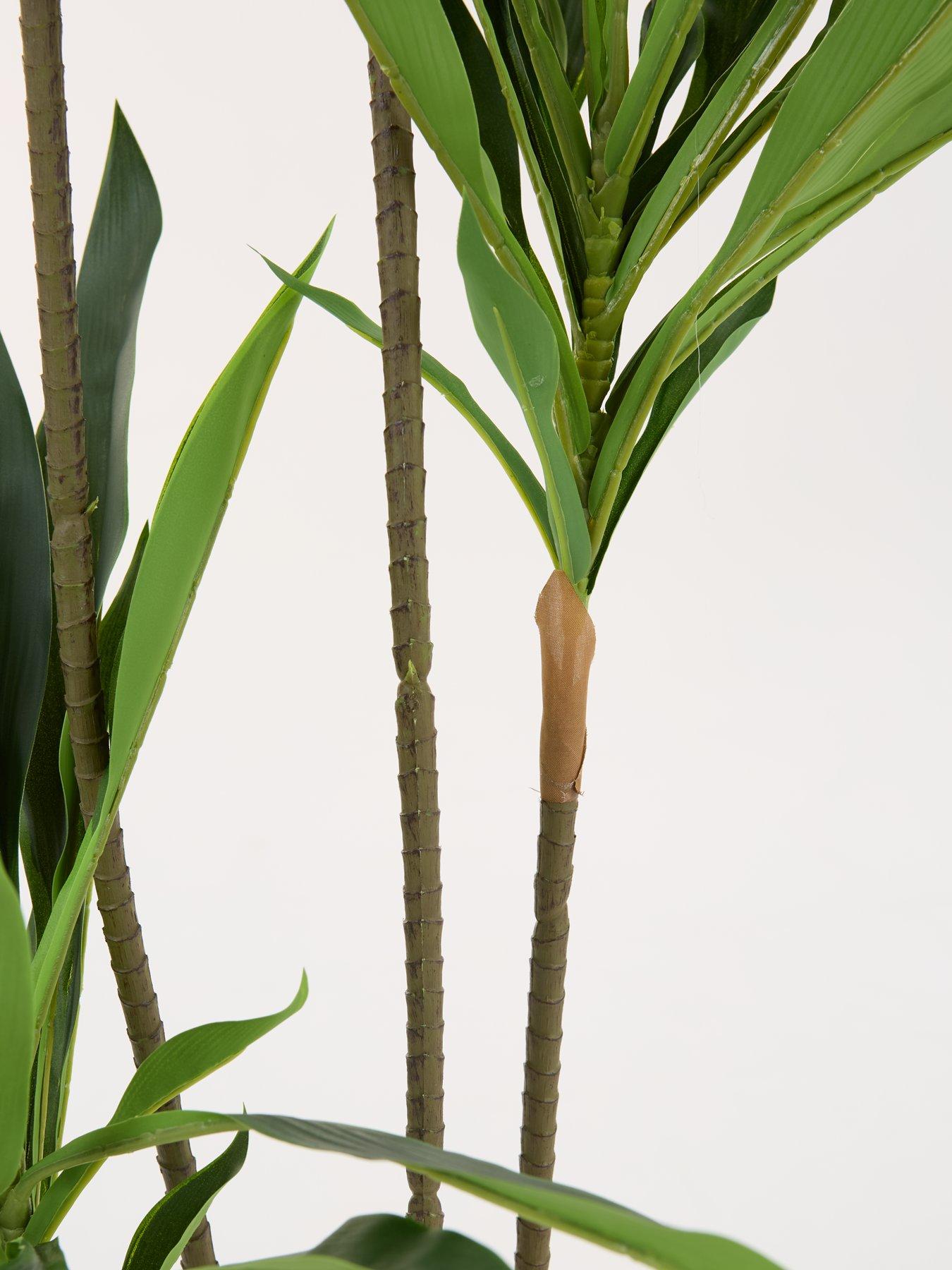 Image 4 of 6 of The Very Collection Real Touch Faux Dracaena Tree in Plastic Pot