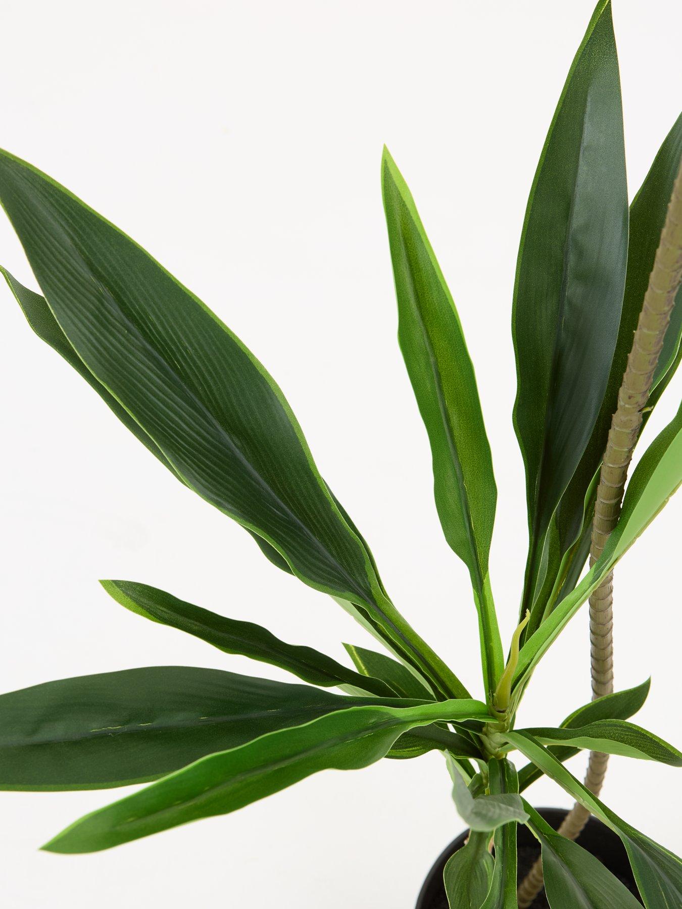 Image 6 of 6 of The Very Collection Real Touch Faux Dracaena Tree in Plastic Pot