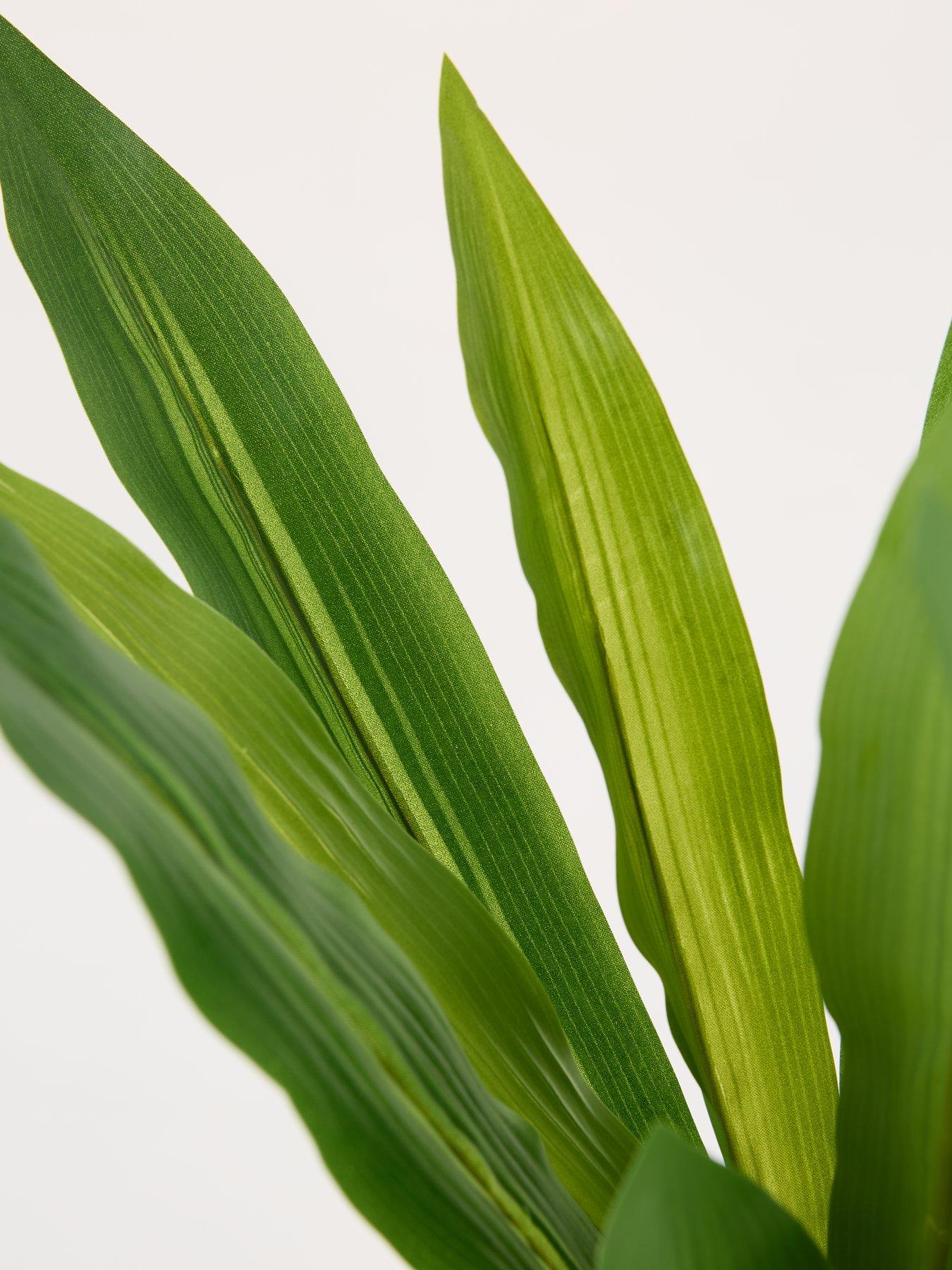 Image 6 of 6 of The Very Collection Real Touch Faux Dracaena Tree in Plastic Pot