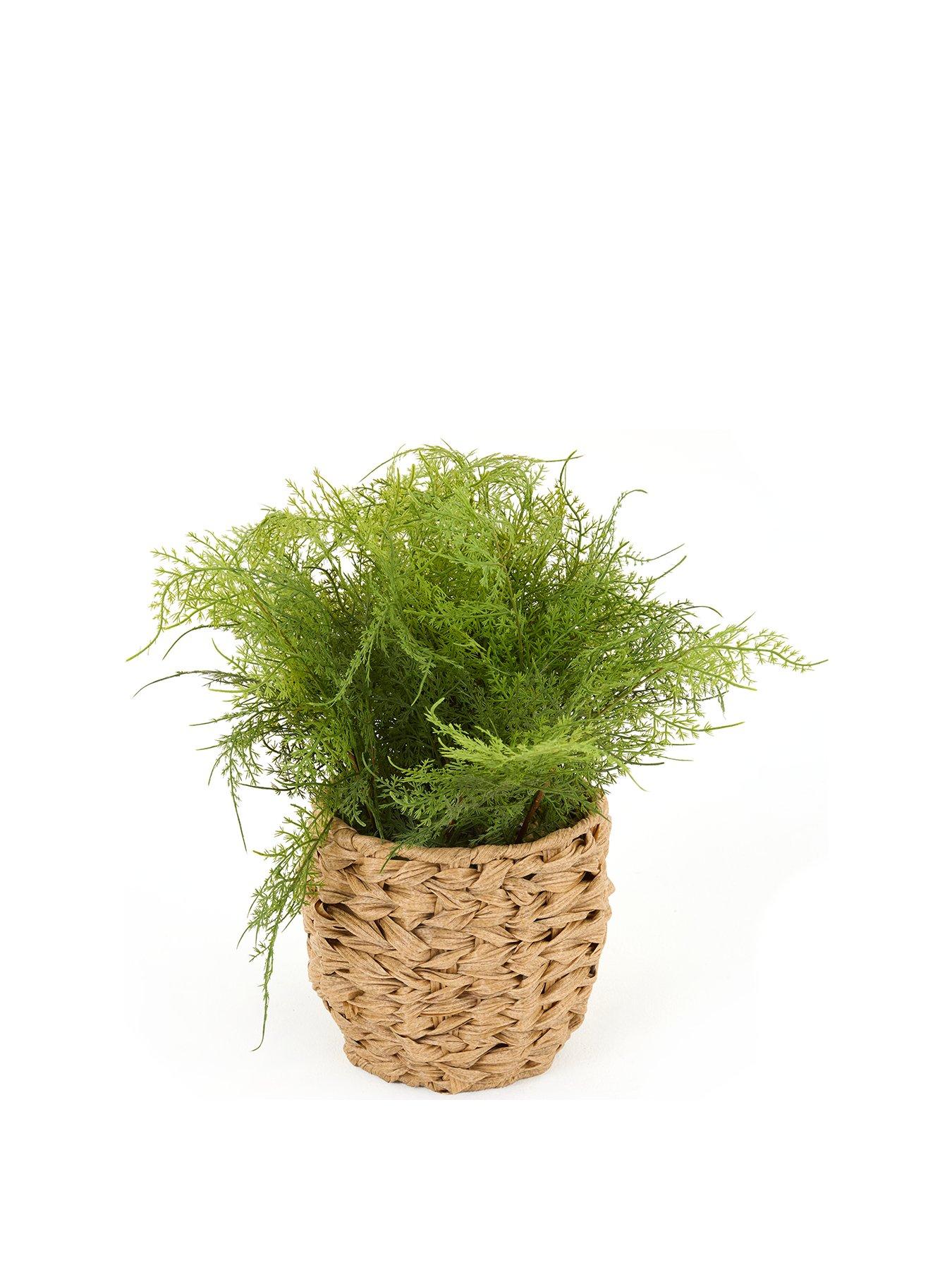 Image 2 of 7 of Very Home Artificial Fern in Woven Basket