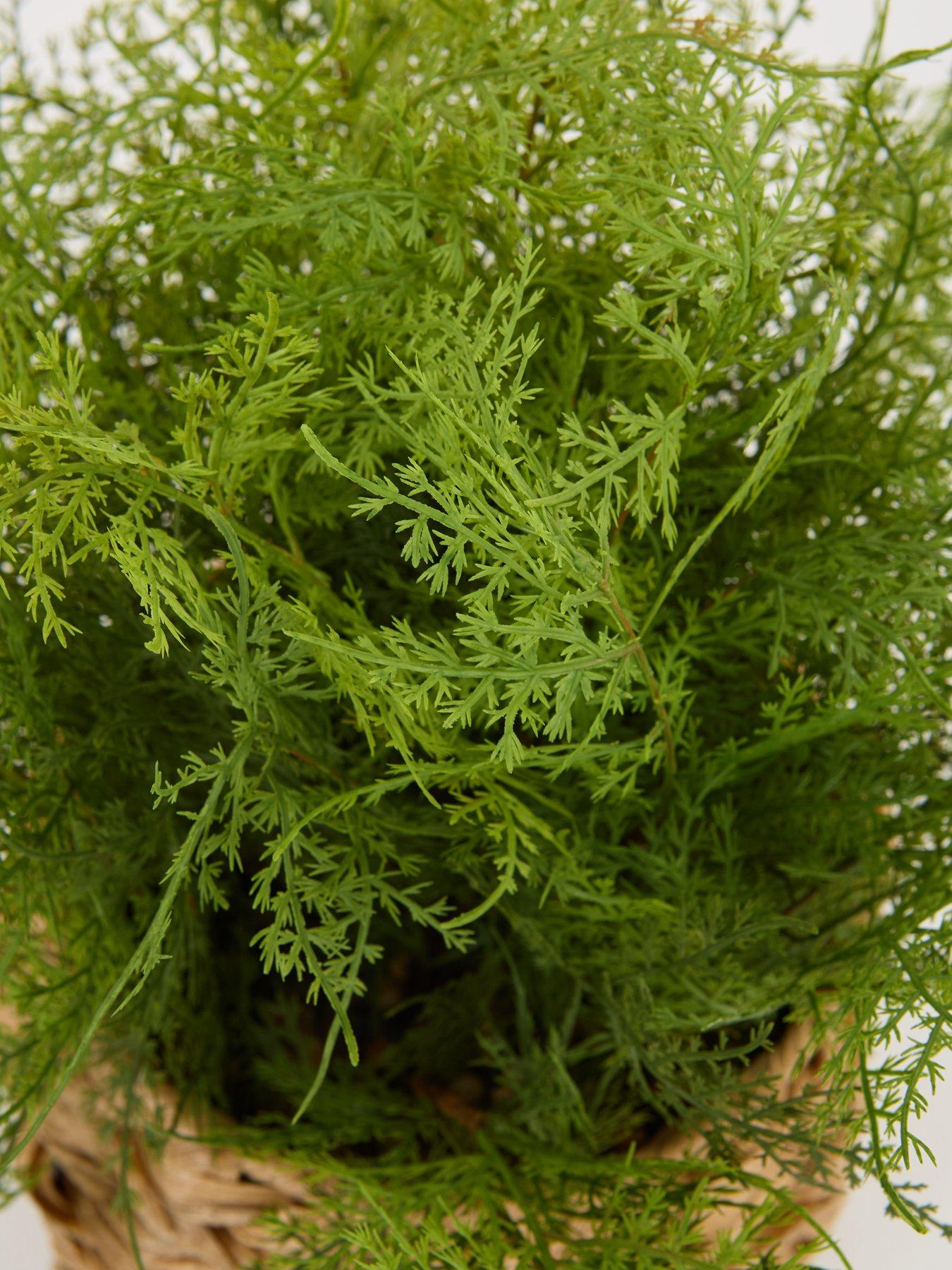 Image 3 of 7 of Very Home Artificial Fern in Woven Basket