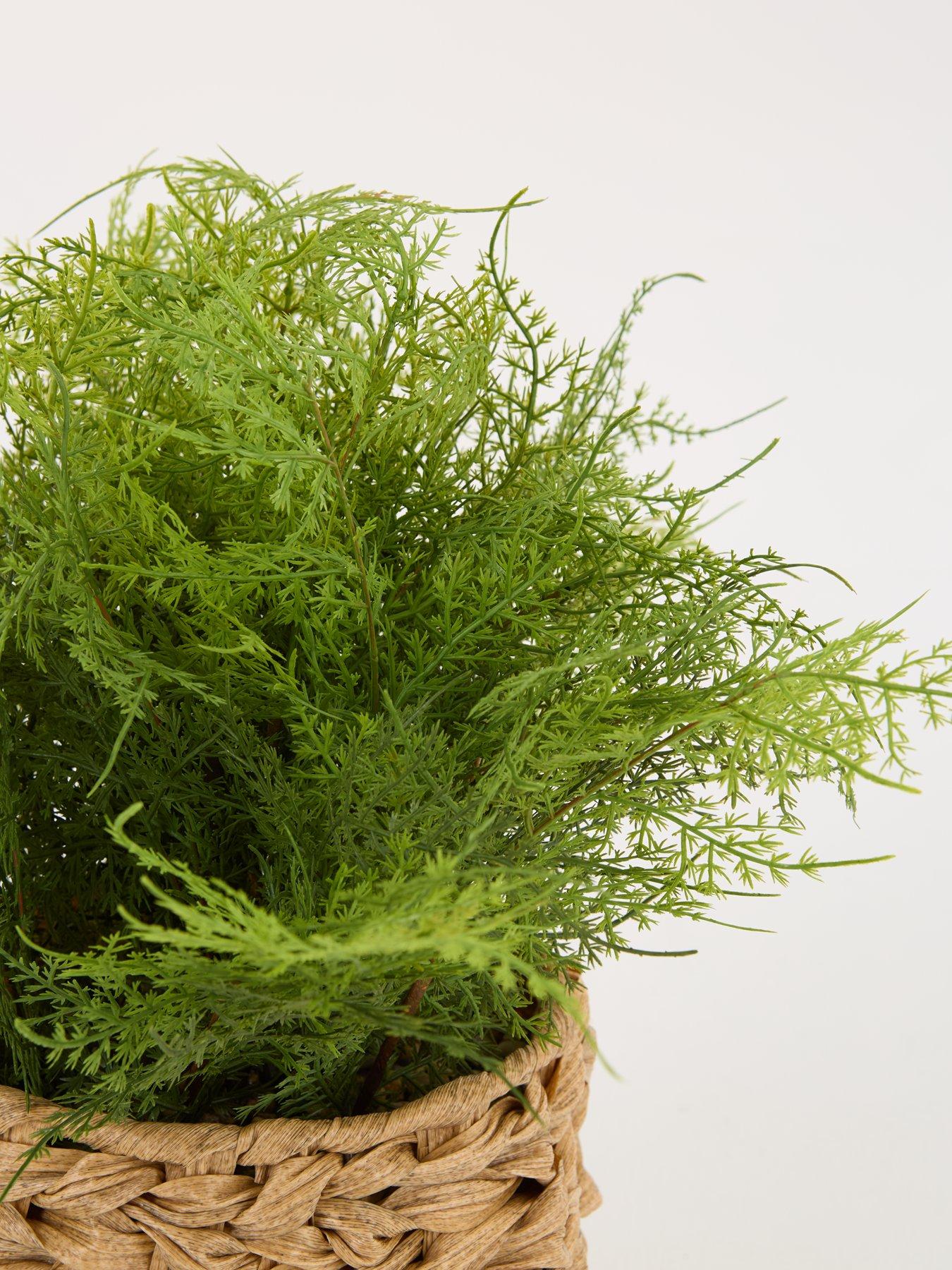 Image 5 of 7 of Very Home Artificial Fern in Woven Basket