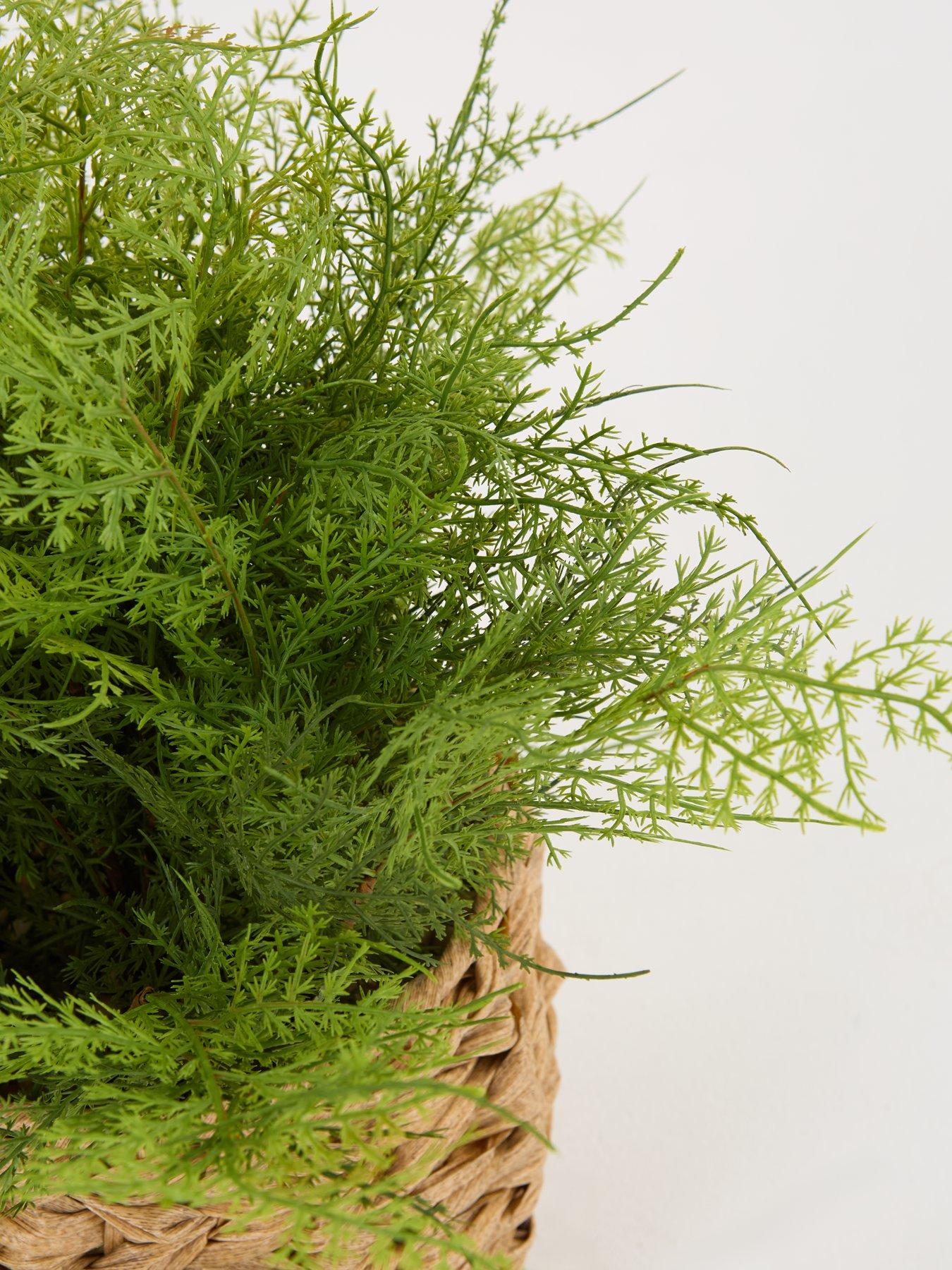 Image 6 of 7 of Very Home Artificial Fern in Woven Basket
