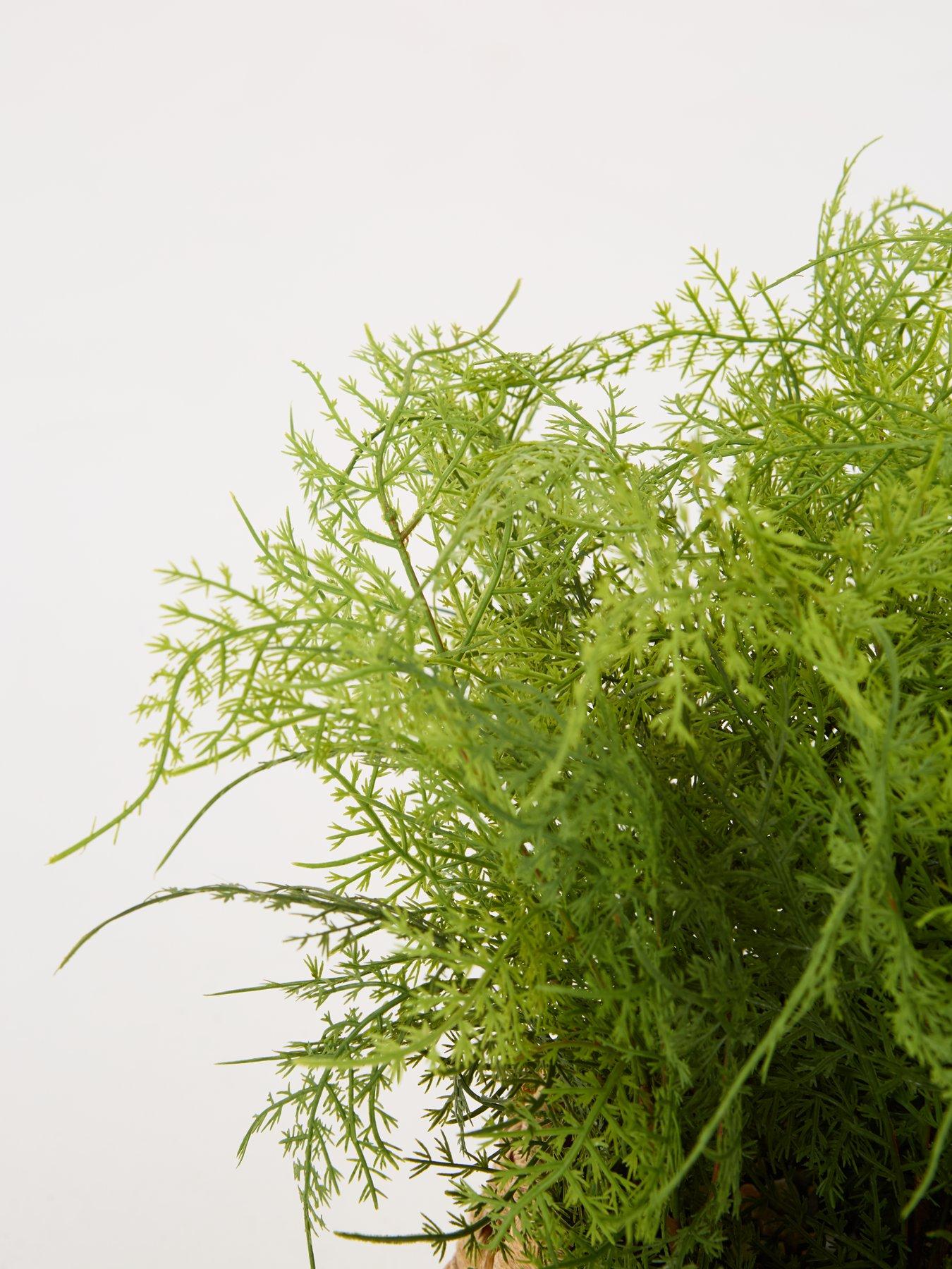 Image 7 of 7 of Very Home Artificial Fern in Woven Basket
