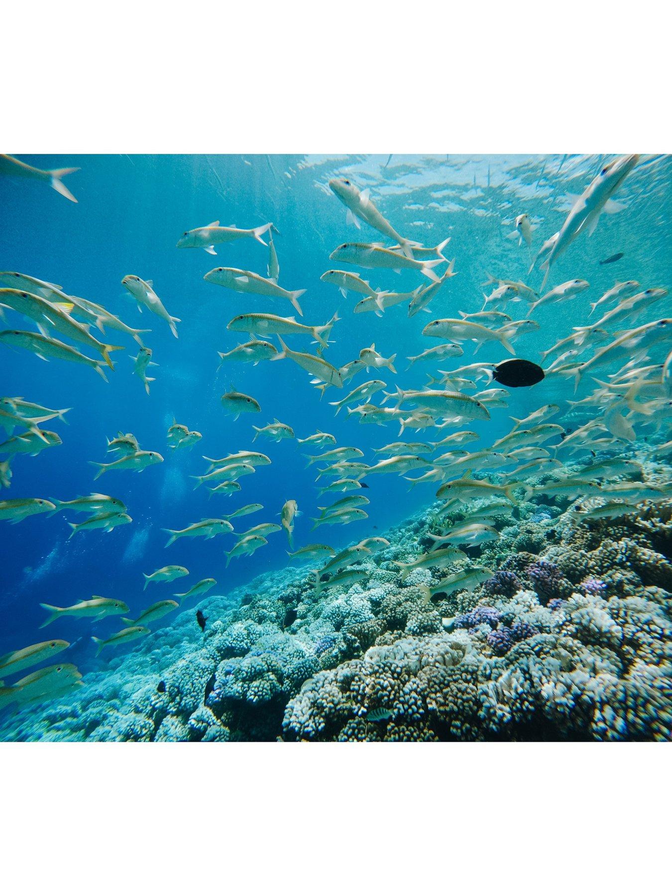 Image 5 of 5 of GoPro Hero 13 Reef Ready Bundle