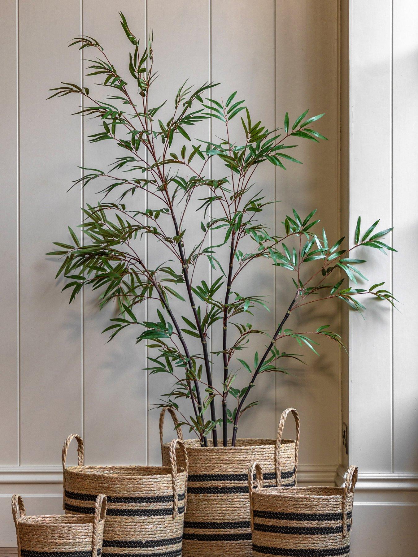 undefined Potted Bamboo Tree 5ft