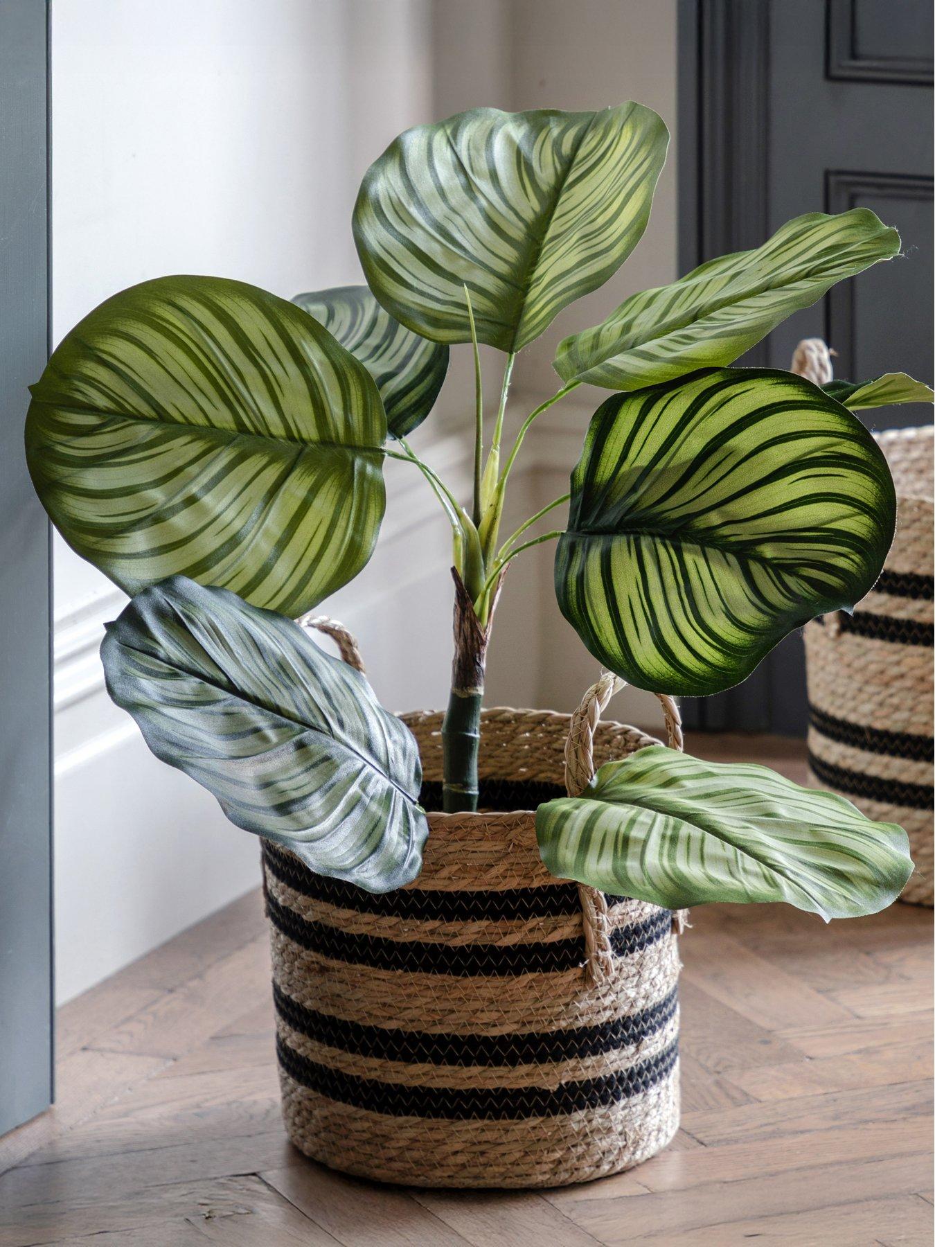 undefined Potted Calathea Leaf Tree 2ft