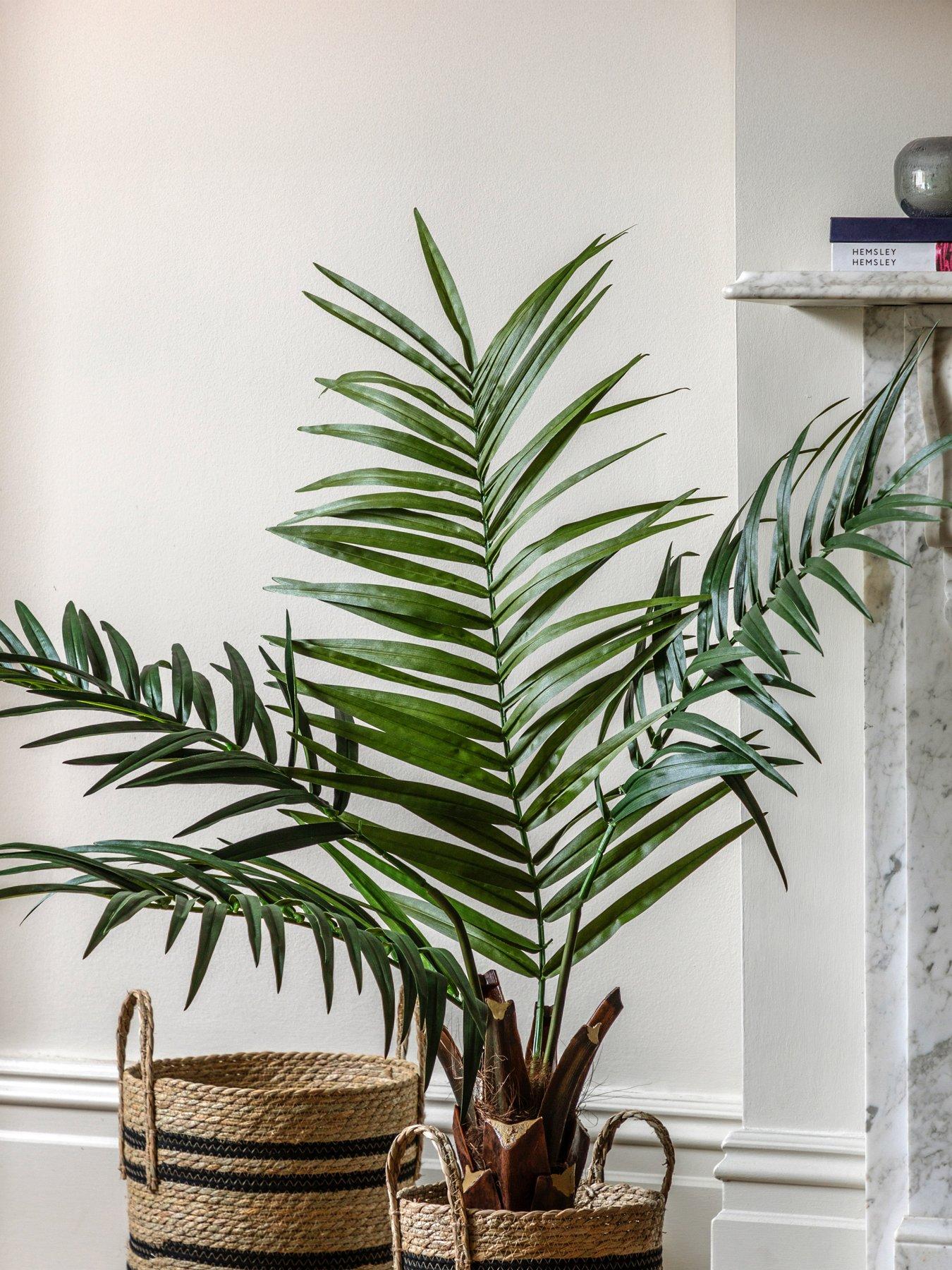 undefined Potted King Kentia Palm Tree 4ft