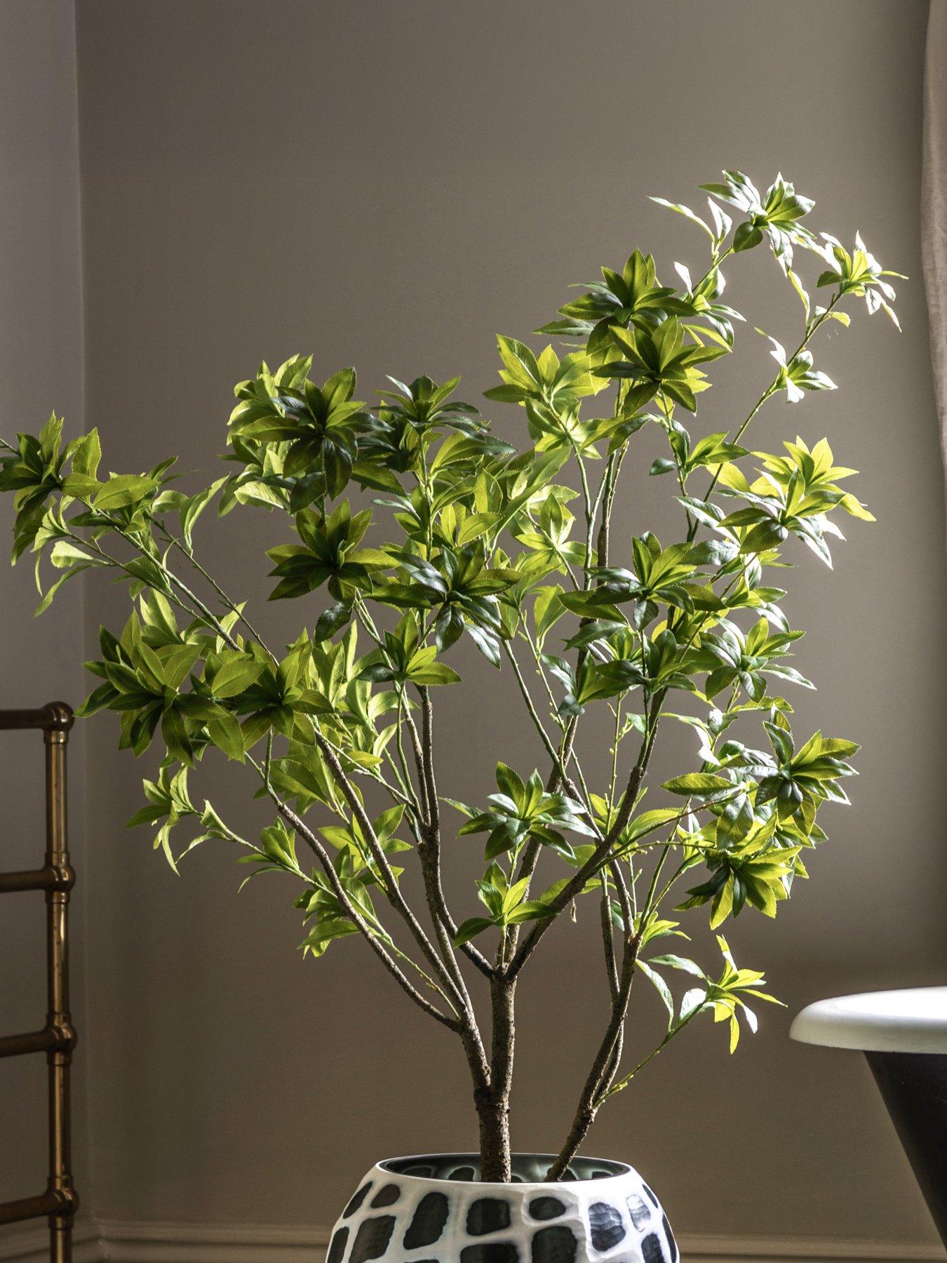Gallery Direct Potted Pieris Japonica 5ft Tree