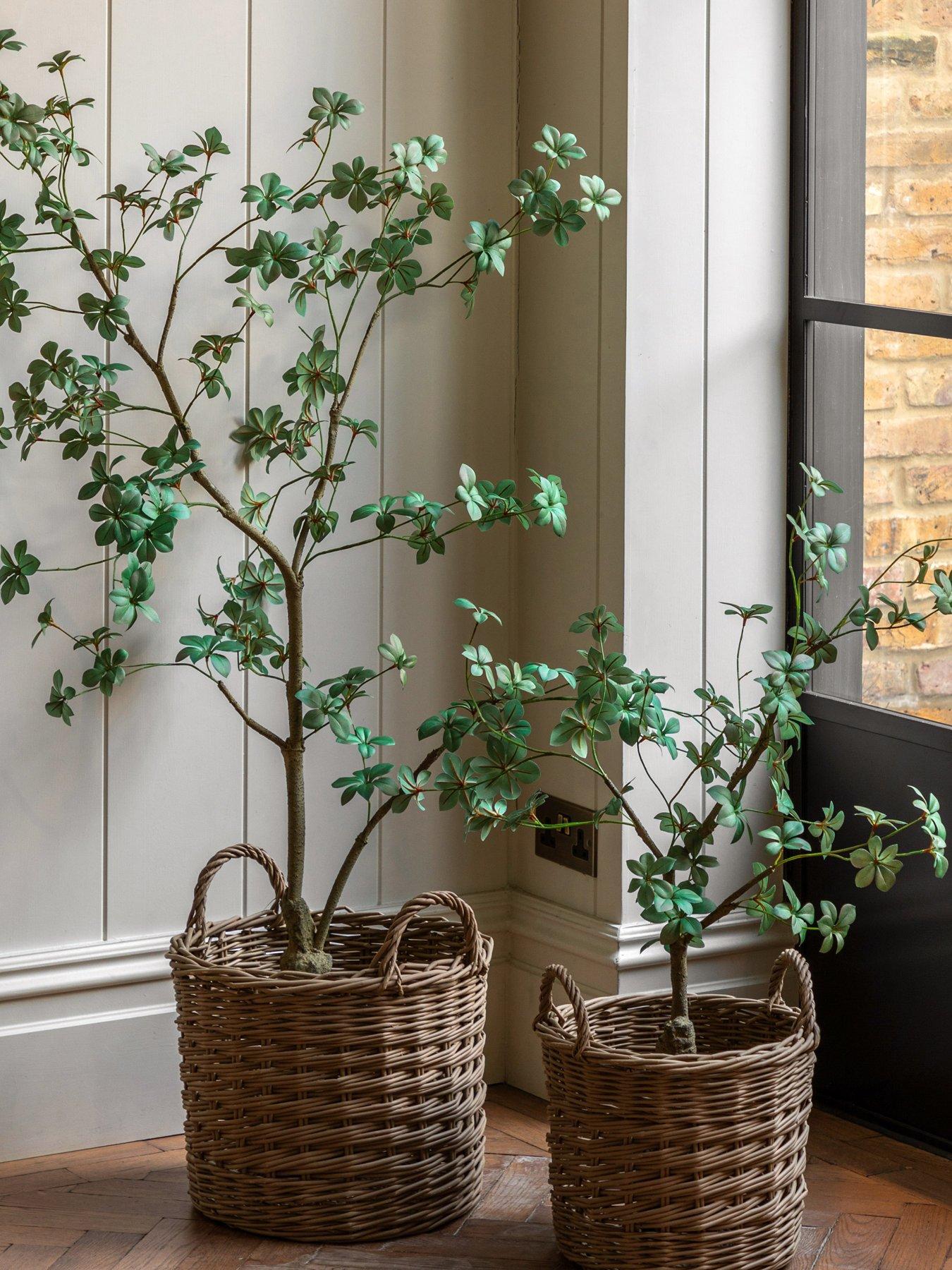 undefined Potted Rhodoleia 3ft Tree