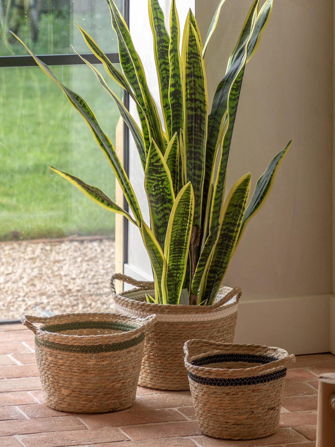 undefined Potted Sansevieria Plant 4ft