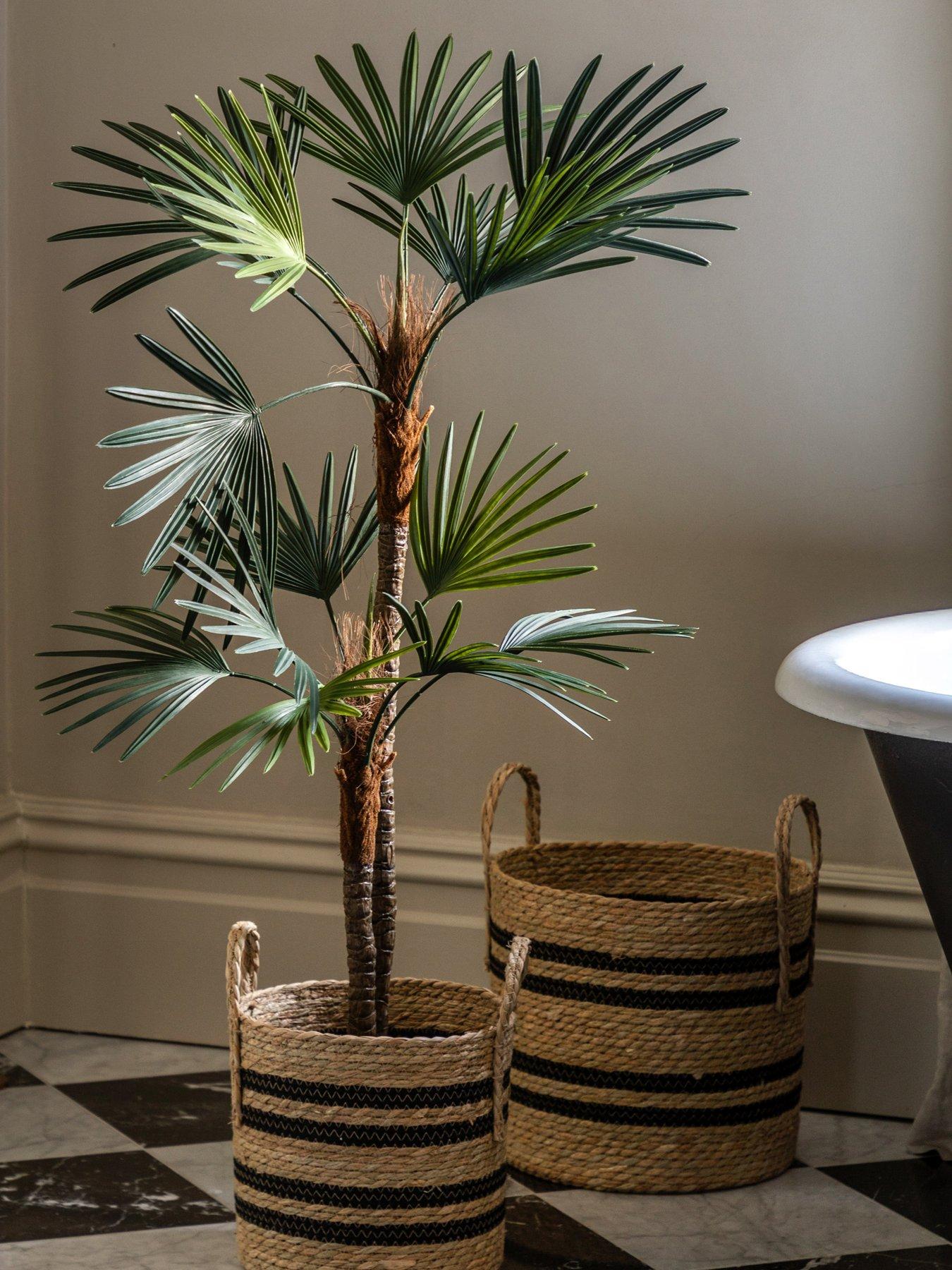 undefined Potted Statement Palm 1580mm