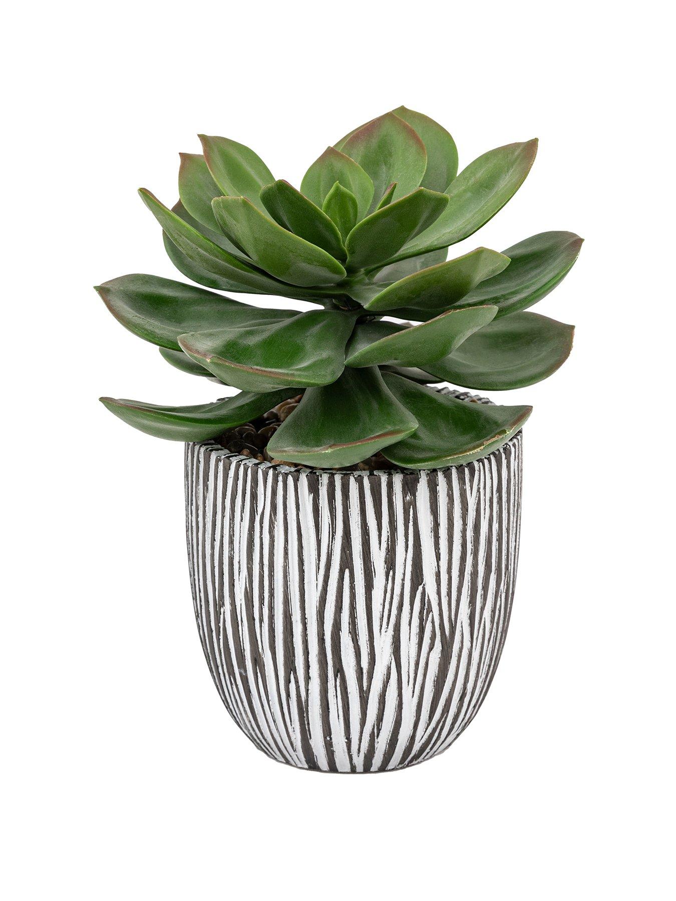 Image 2 of 6 of Gallery Direct Potted Succulent In Ribbed Black Ceramic Pot