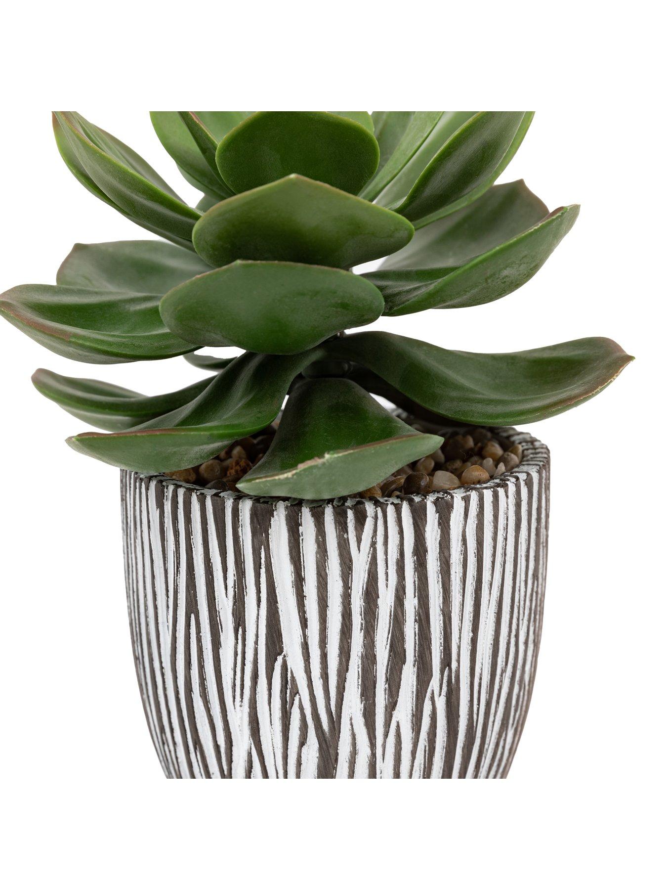 Image 5 of 6 of Gallery Direct Potted Succulent In Ribbed Black Ceramic Pot