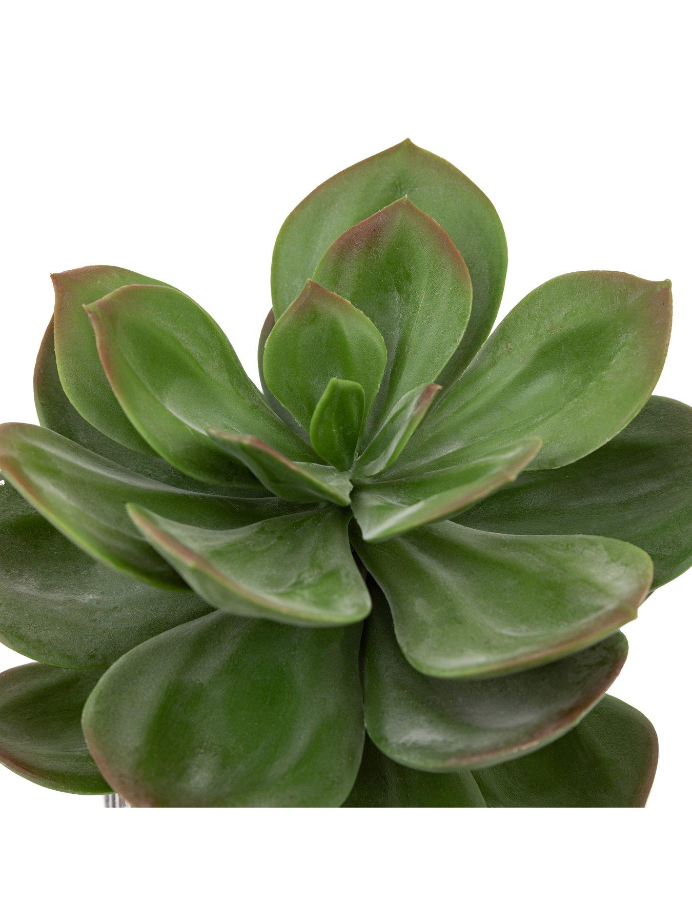 Image 6 of 6 of Gallery Direct Potted Succulent In Ribbed Black Ceramic Pot