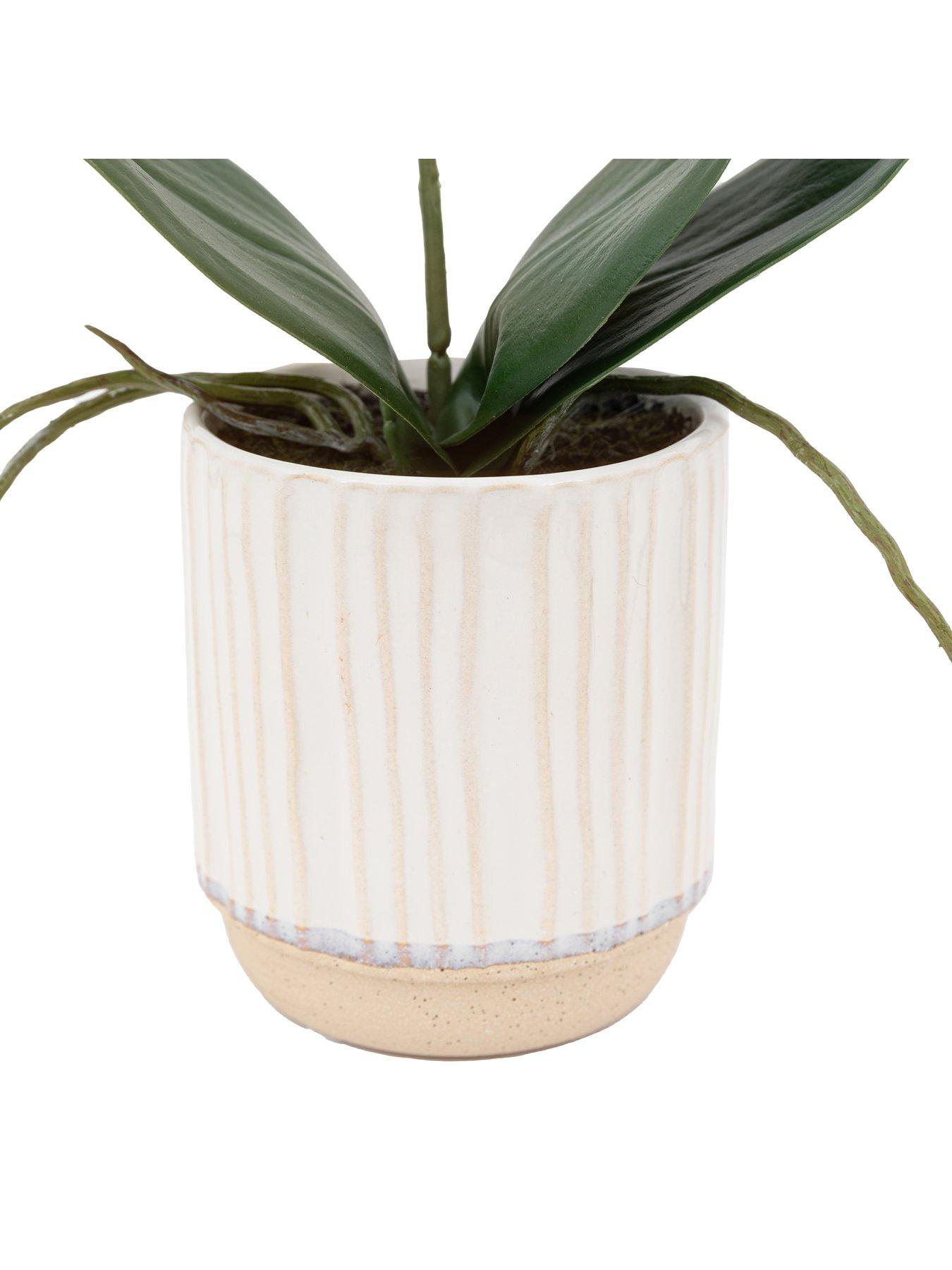Gallery Direct Orchid Cream In Ribbed White Ceramic Pot 320mm | Very