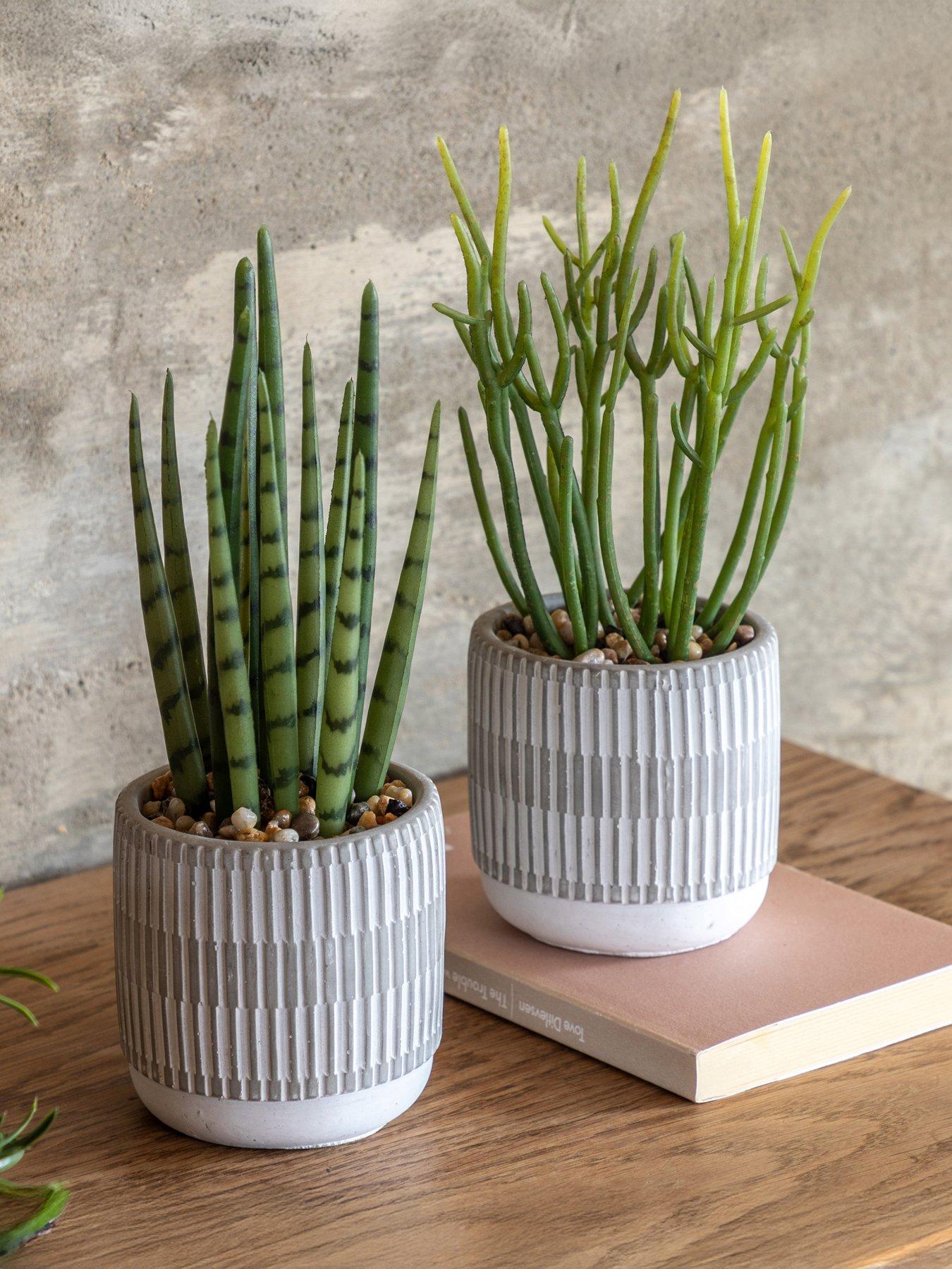 undefined Small Succulents Ceramic Pots Set Of 2