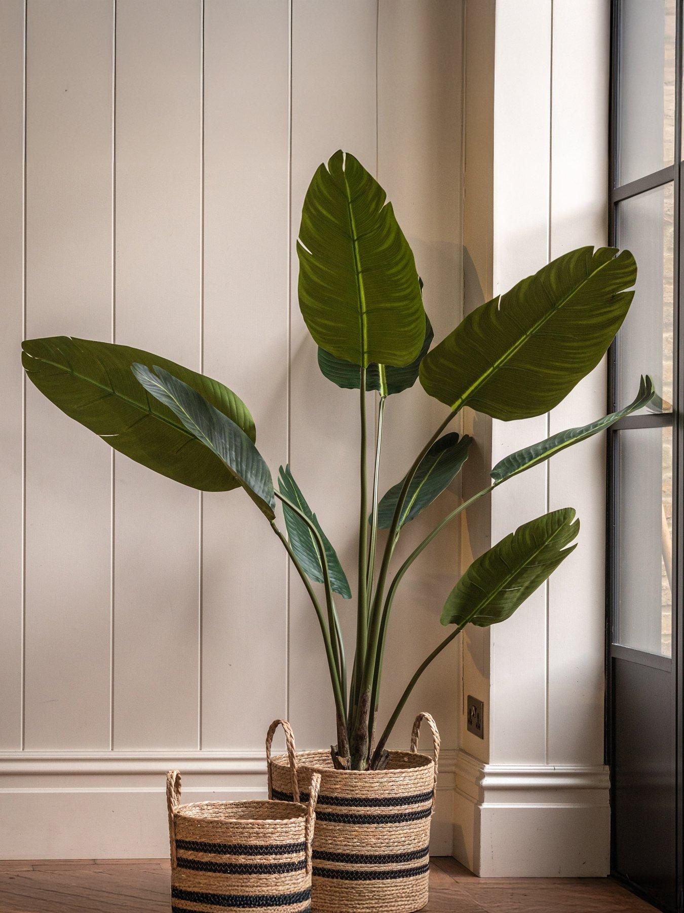 gallery-direct-potted-travellers-palm-tree-4ft