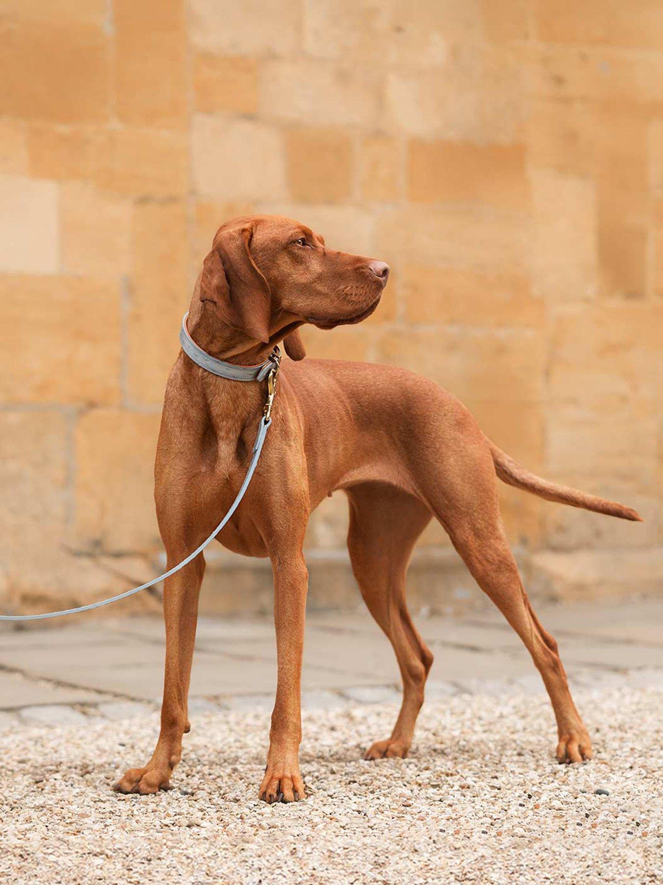 Lords and Labradors Ostrich Leather Lead Grey