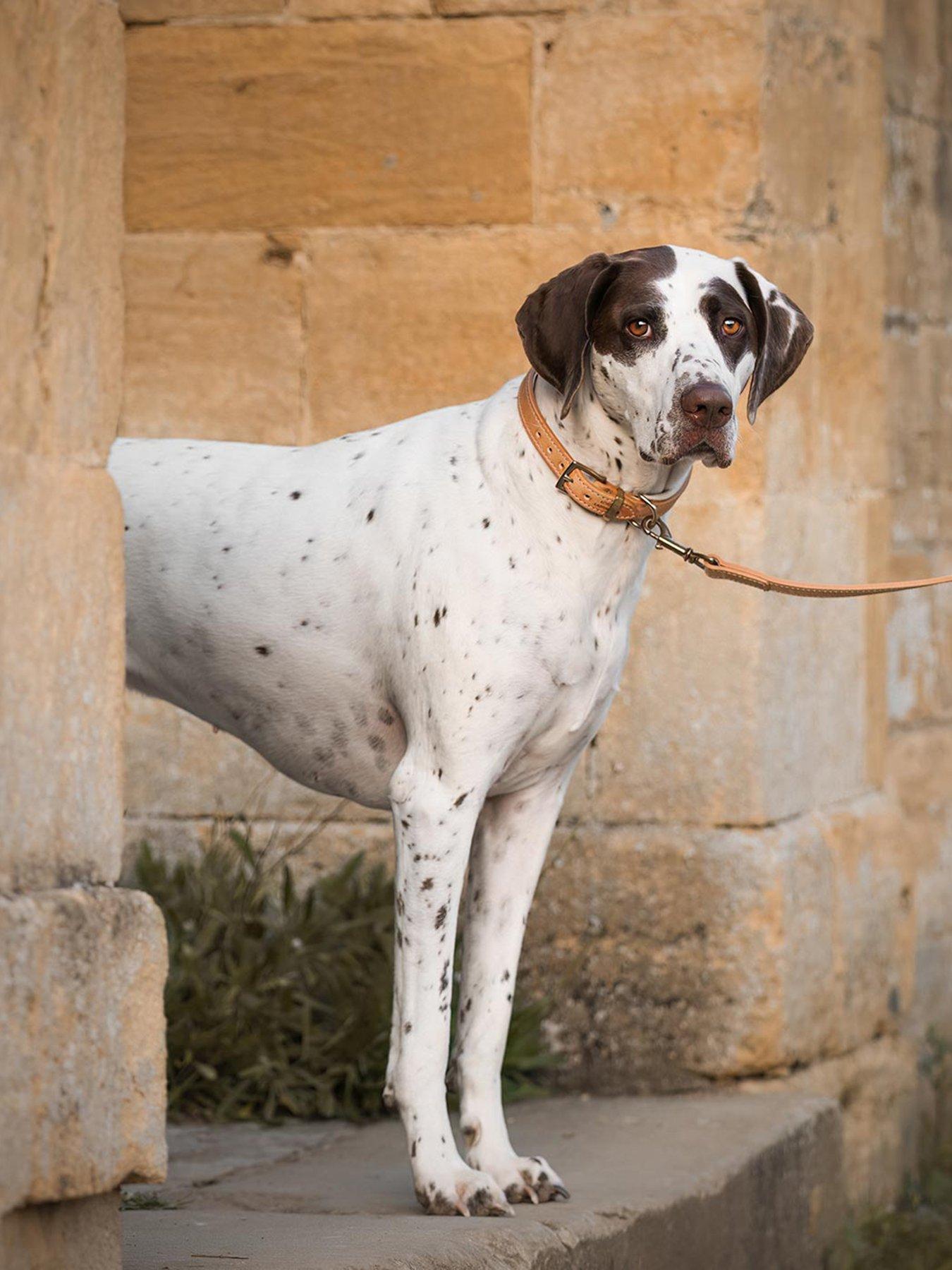 Lords and Labradors Italian Leather Lead Tan  &  Cream