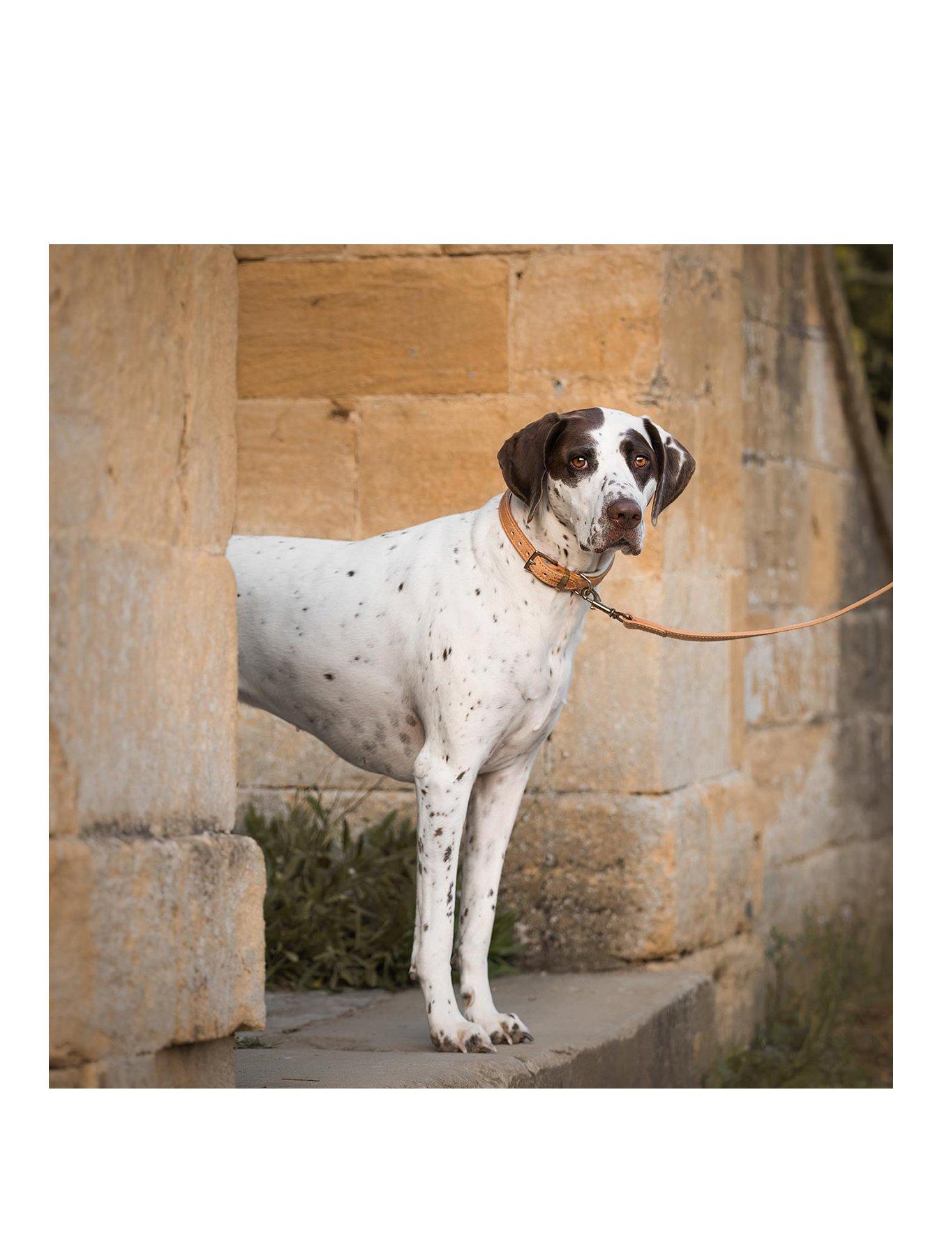 Image 3 of 4 of Lords and Labradors Italian Leather Collar Tan &amp; Cream