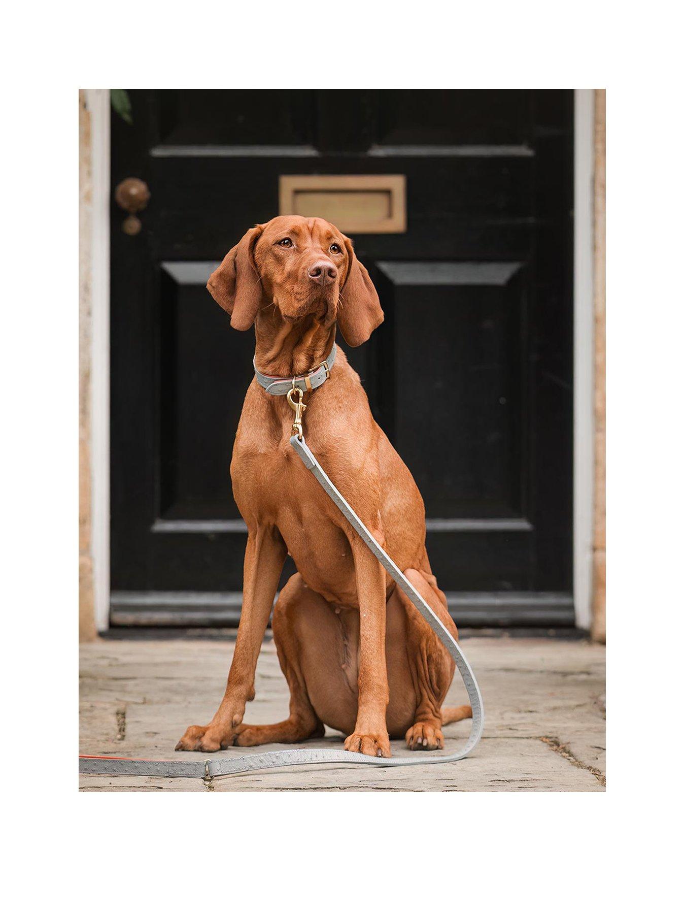Lords and Labradors Ostrich Leather Collar Grey