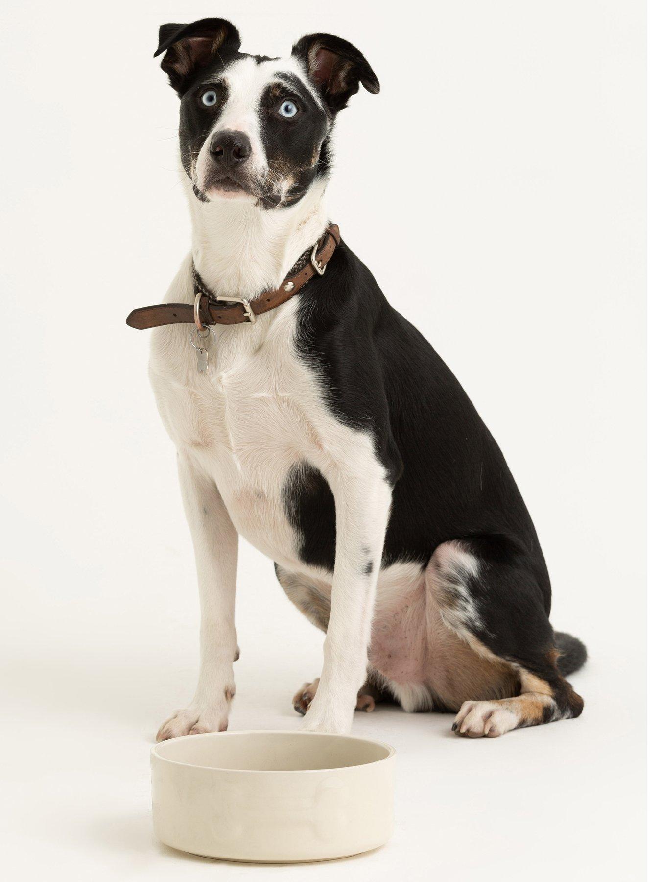 Mason Cash Colour Mix Set Of 2 Dog Bowls Cream