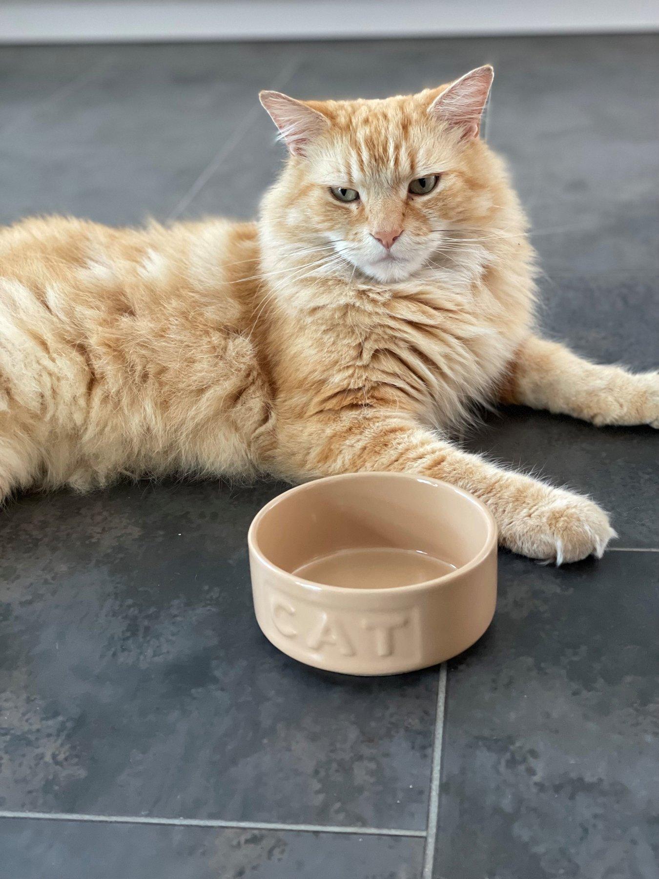 Mason Cash Cane Lettered Cat Bowl 13Cm