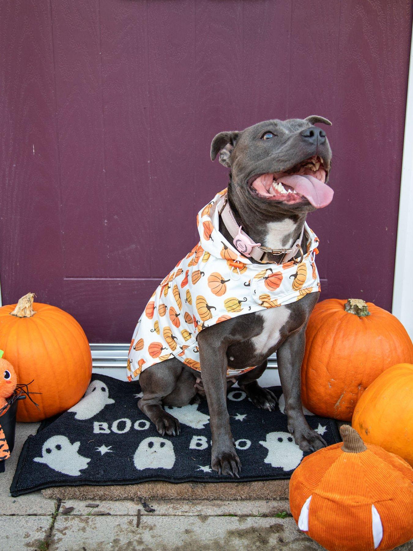 Image 1 of 6 of Rosewood Halloween Packaway Jacket Small