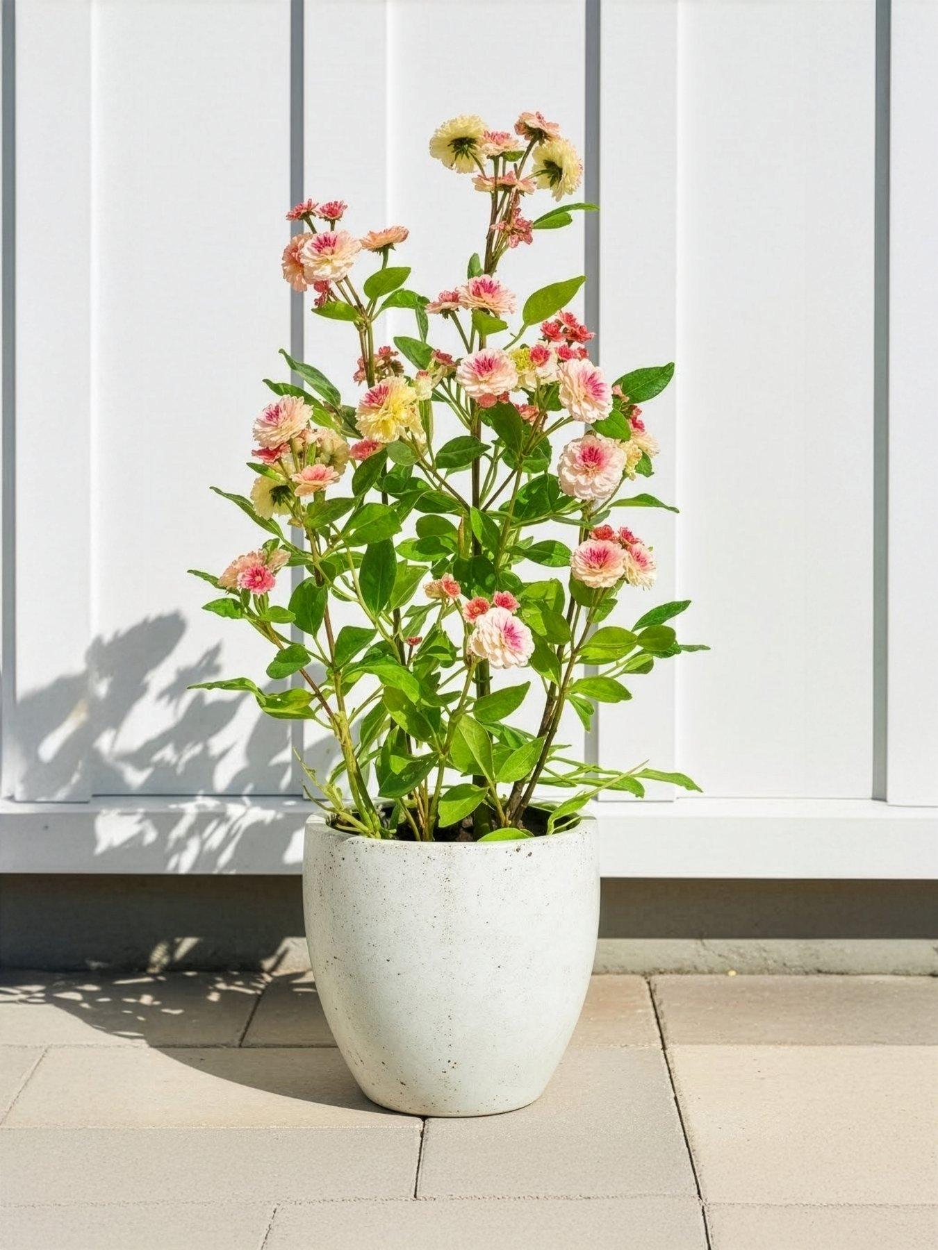 The Very Collection 56cm Camellia In Pot - Peach