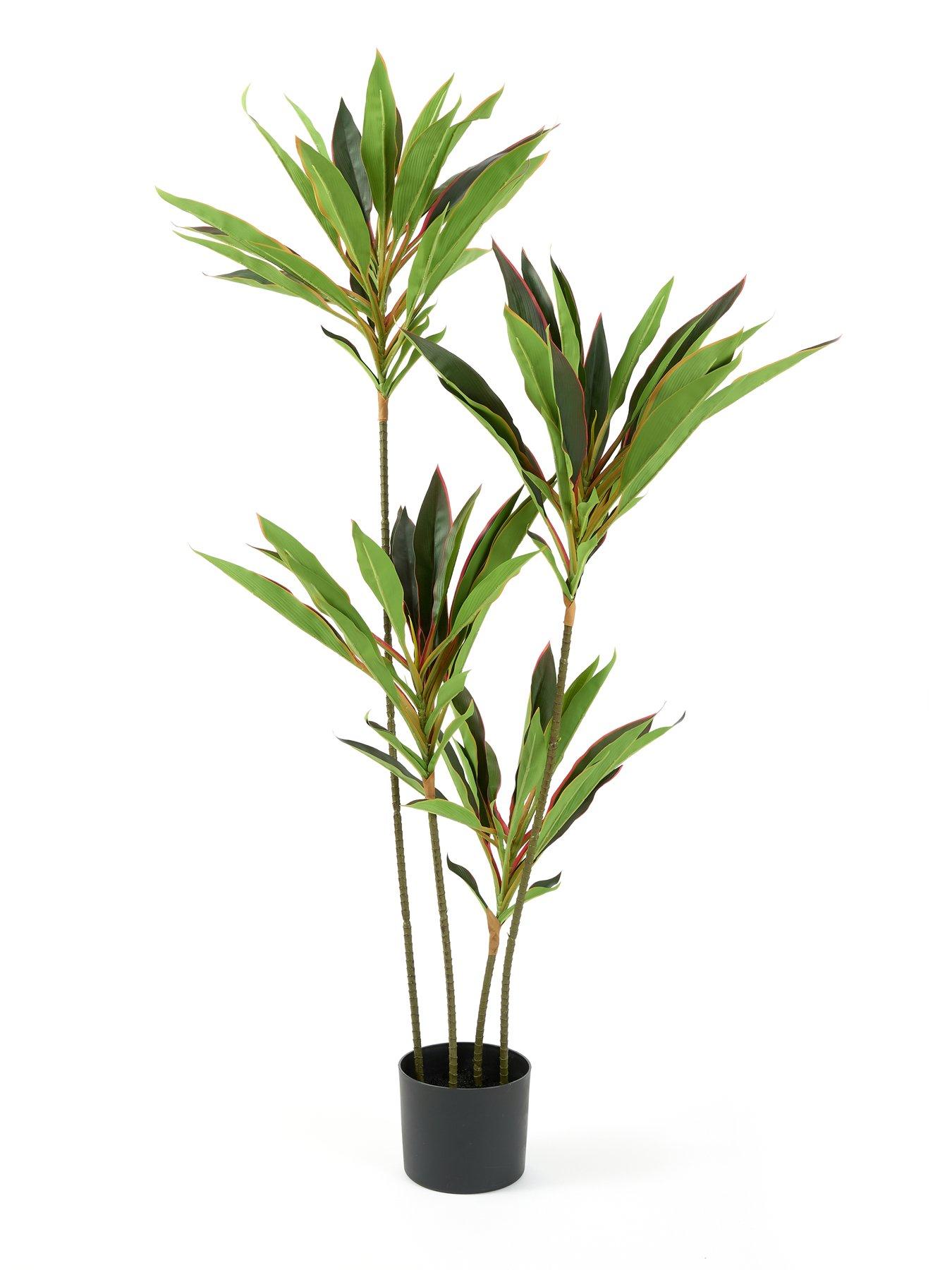 Image 3 of 6 of The Very Collection 120cm Real Touch Red Dracaena In Plastic Pot