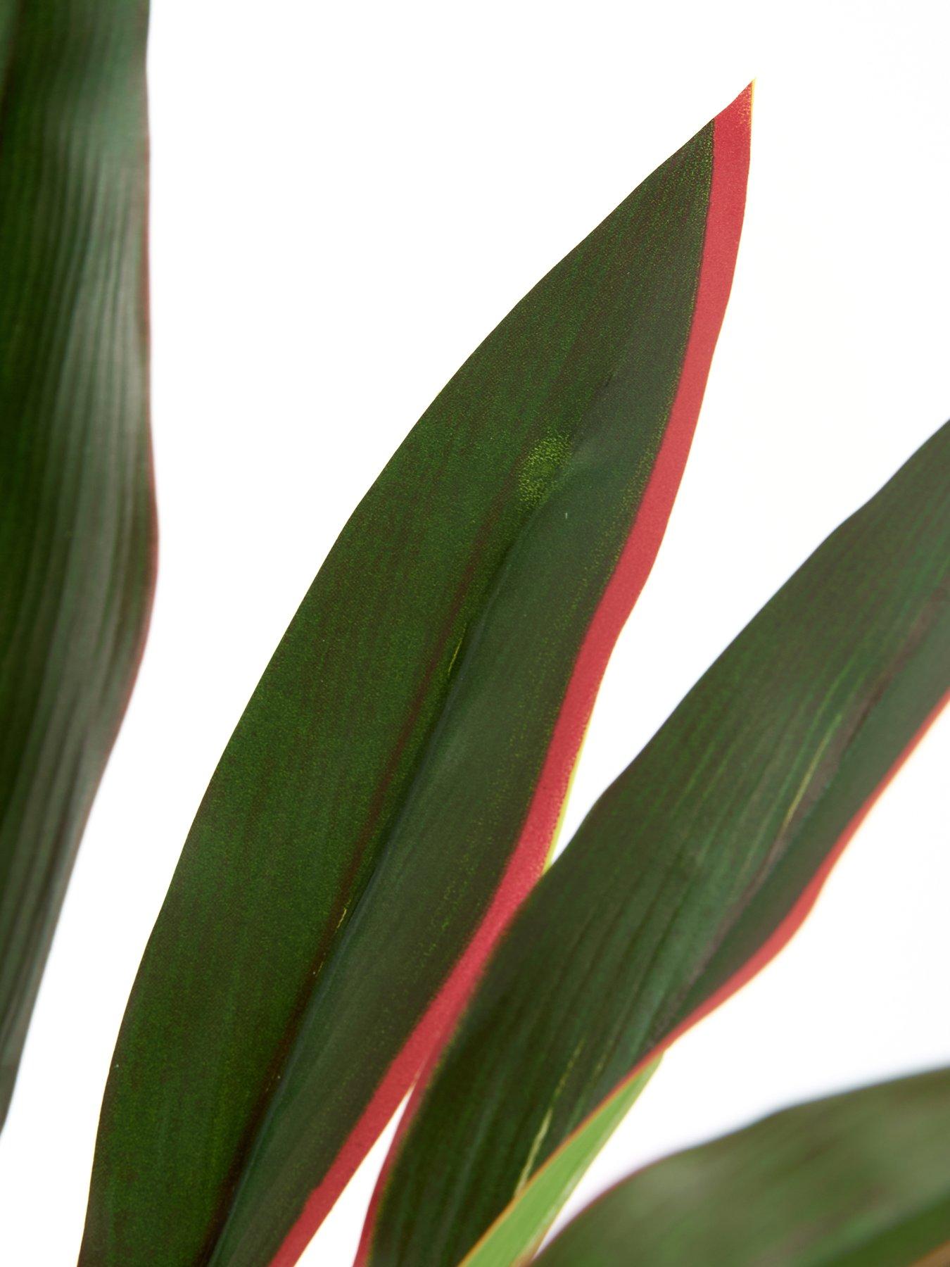 Image 5 of 6 of The Very Collection 120cm Real Touch Red Dracaena In Plastic Pot